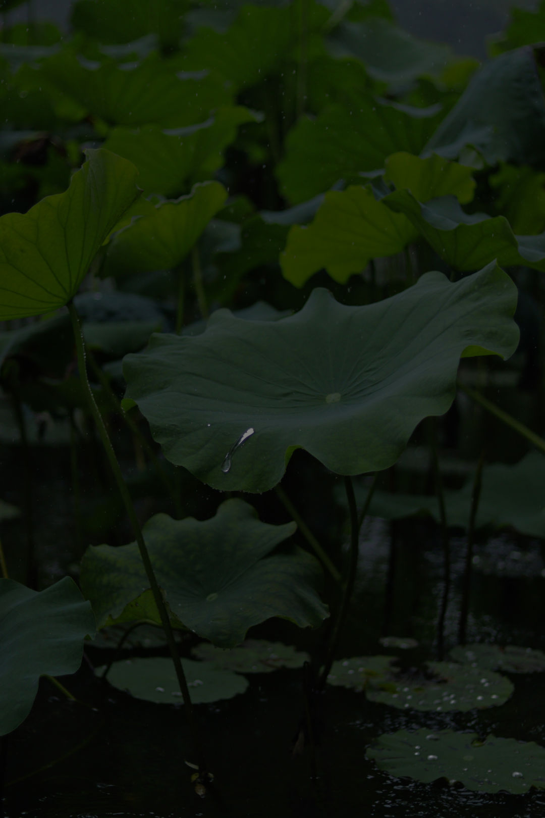 夏季的雨