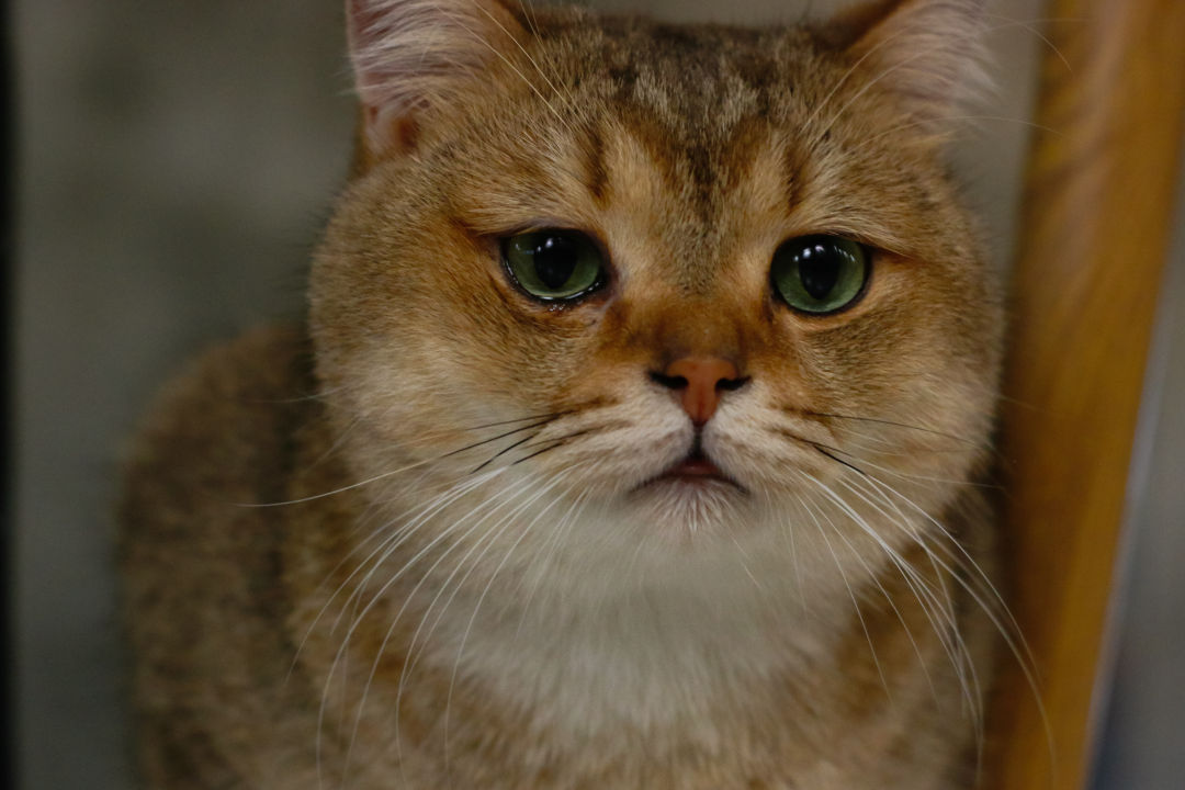 猫咪也有烦恼