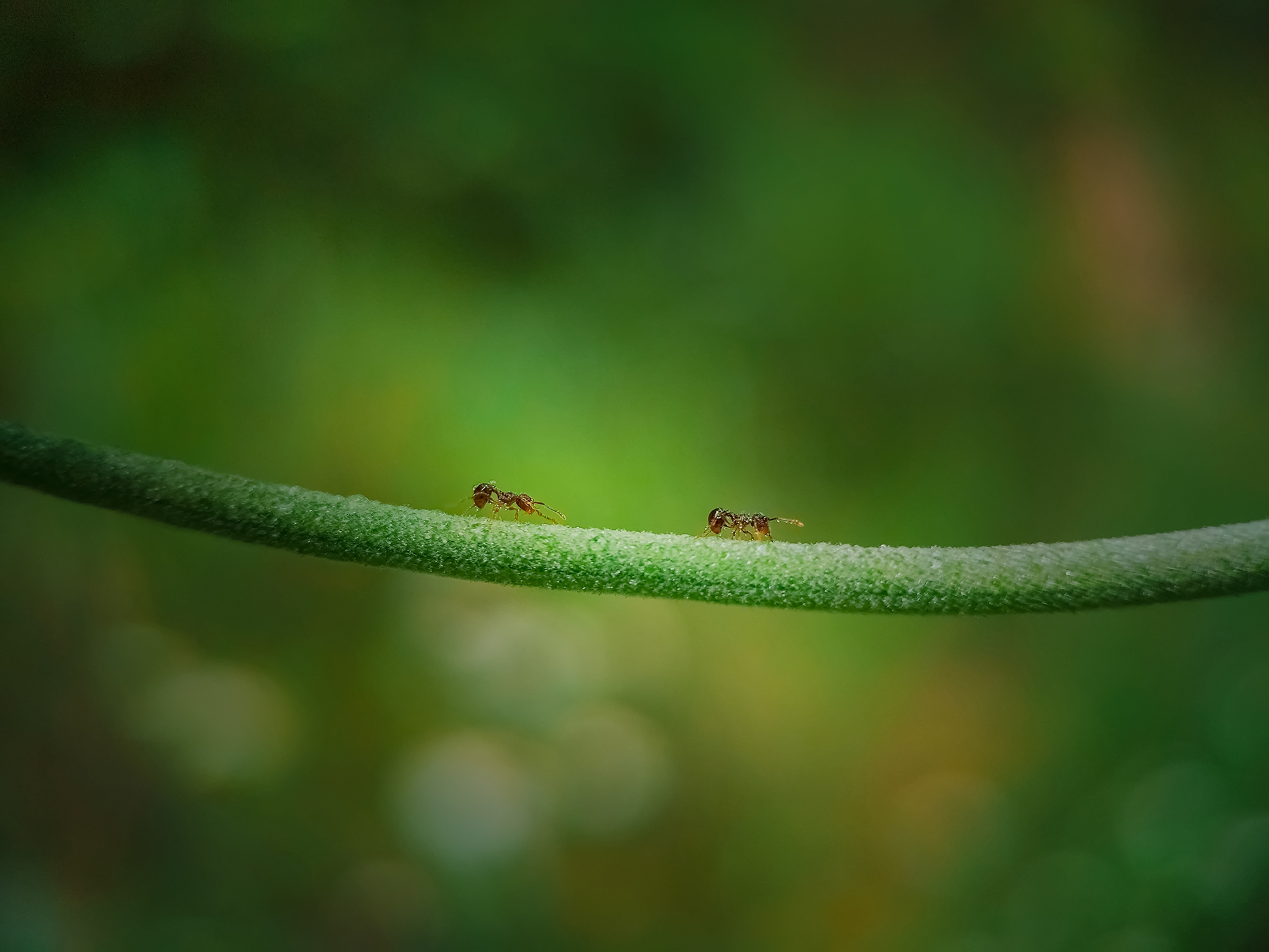 昆虫细节拍照