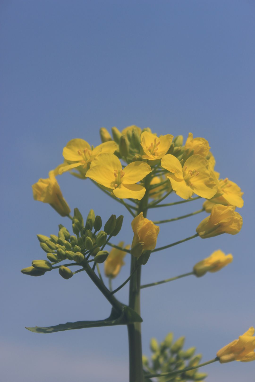 看油菜花