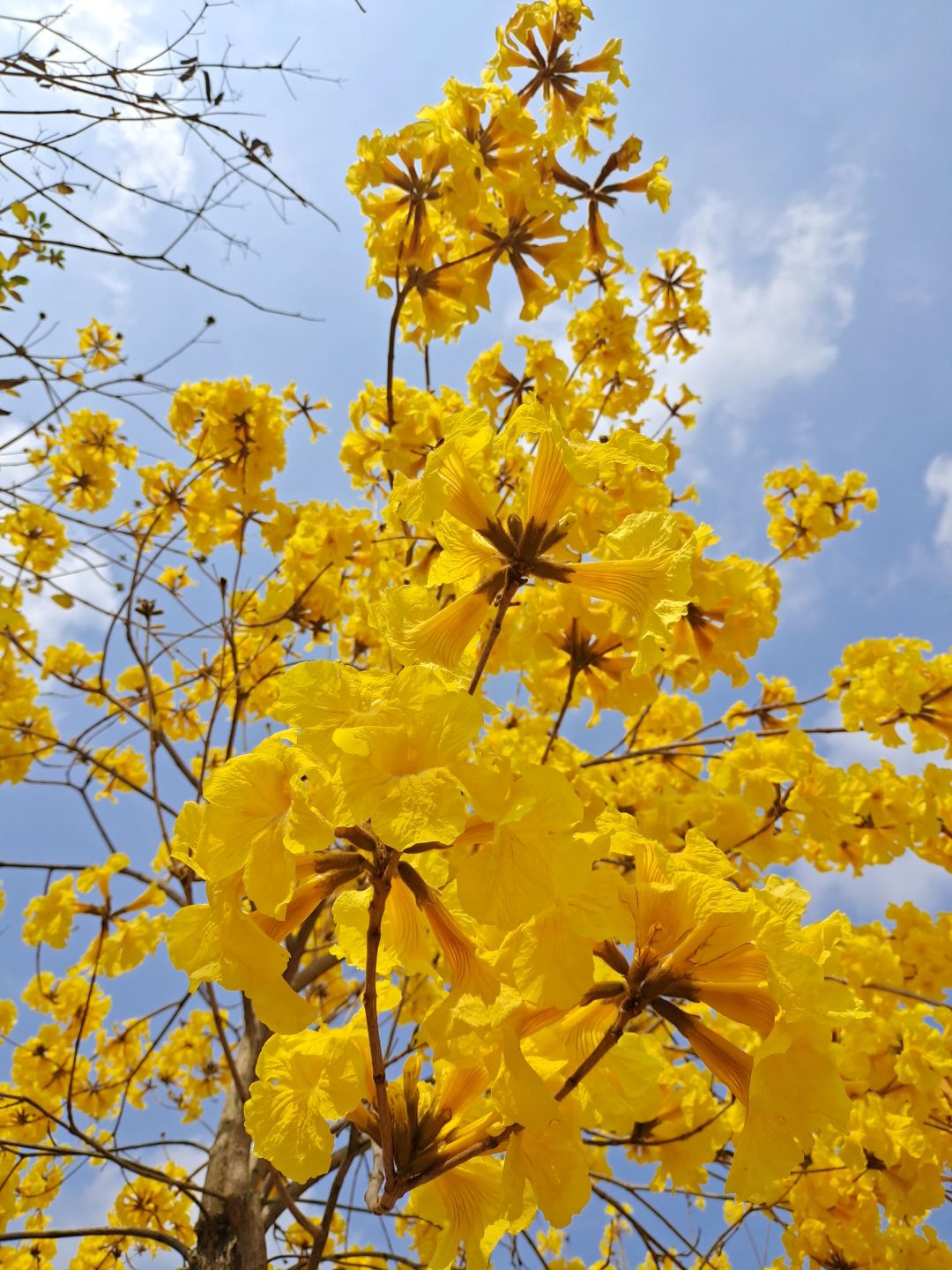 连翘花