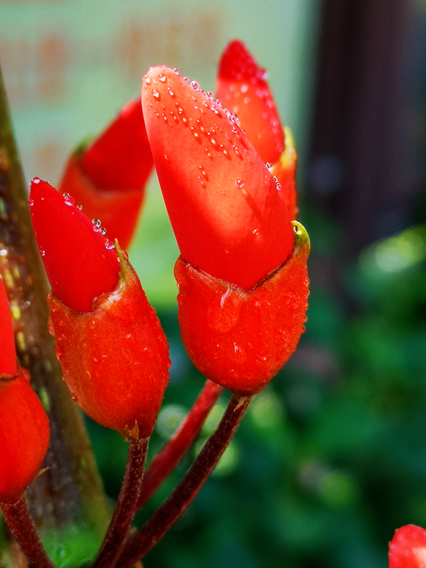 花烛花