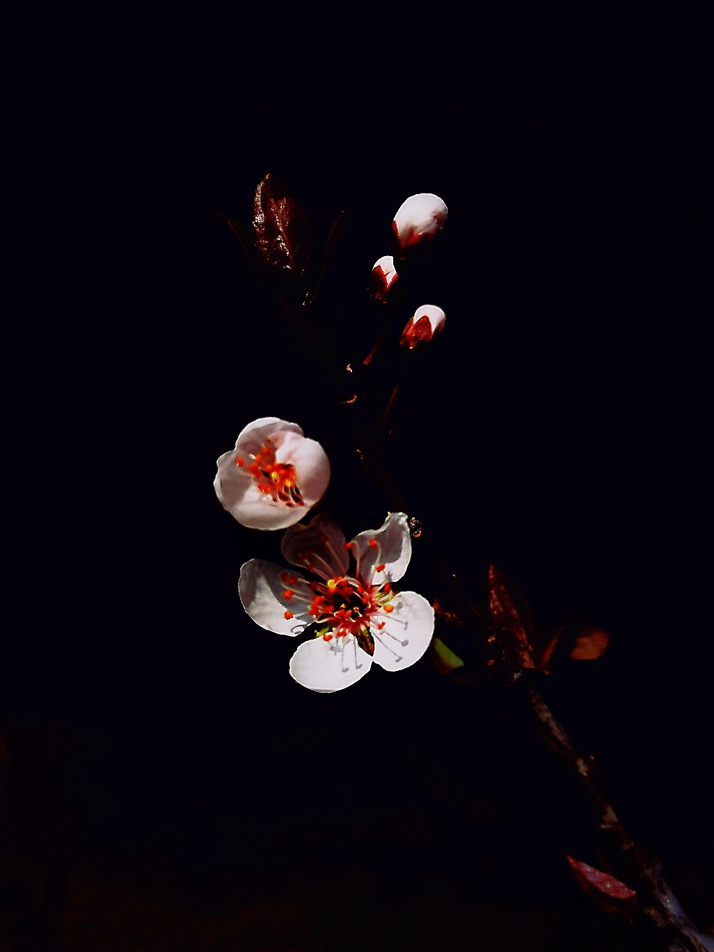 红叶李花开
