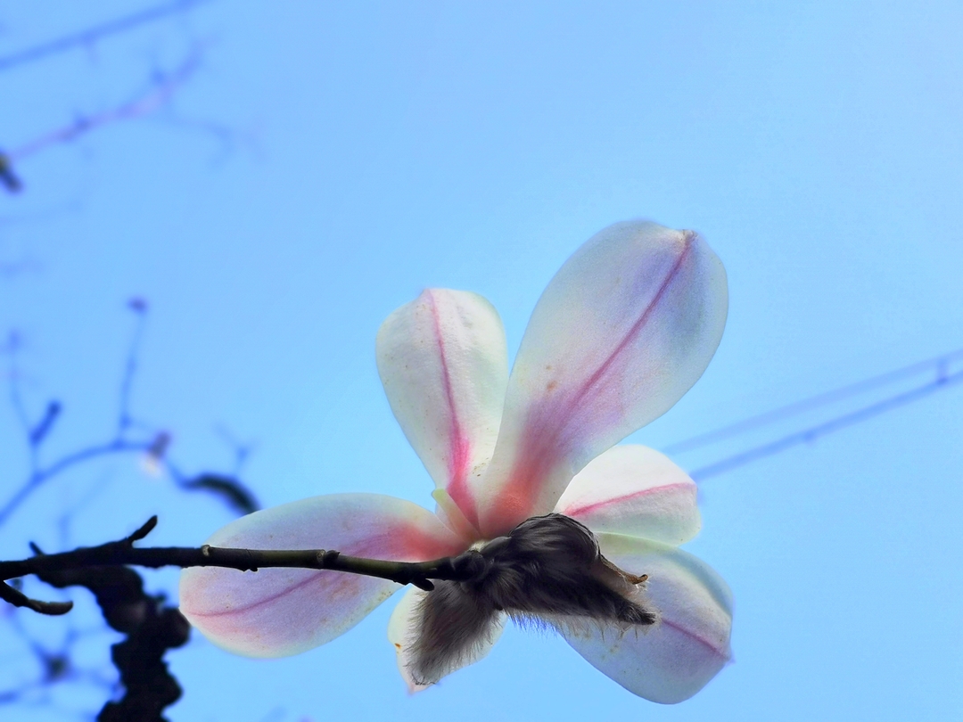 木兰花开春满