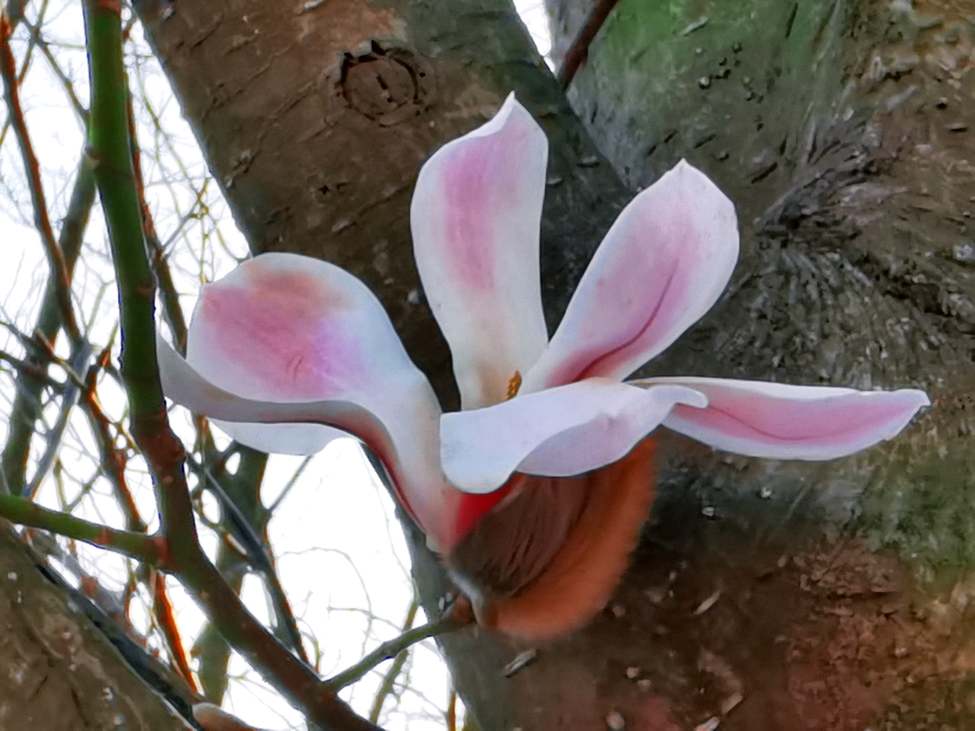 木兰花开春满