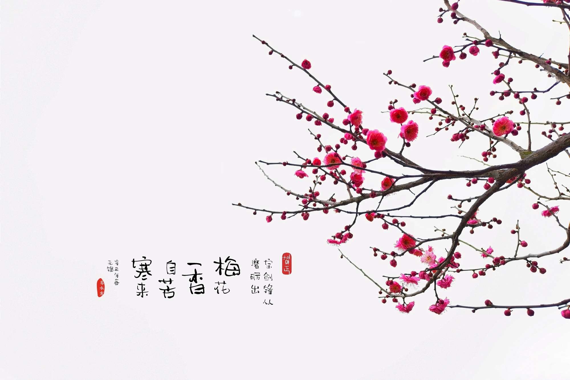 红梅花开