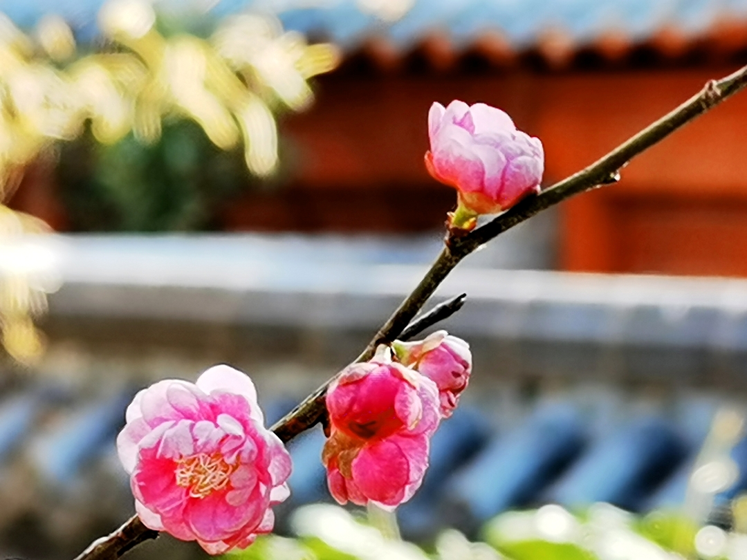春意