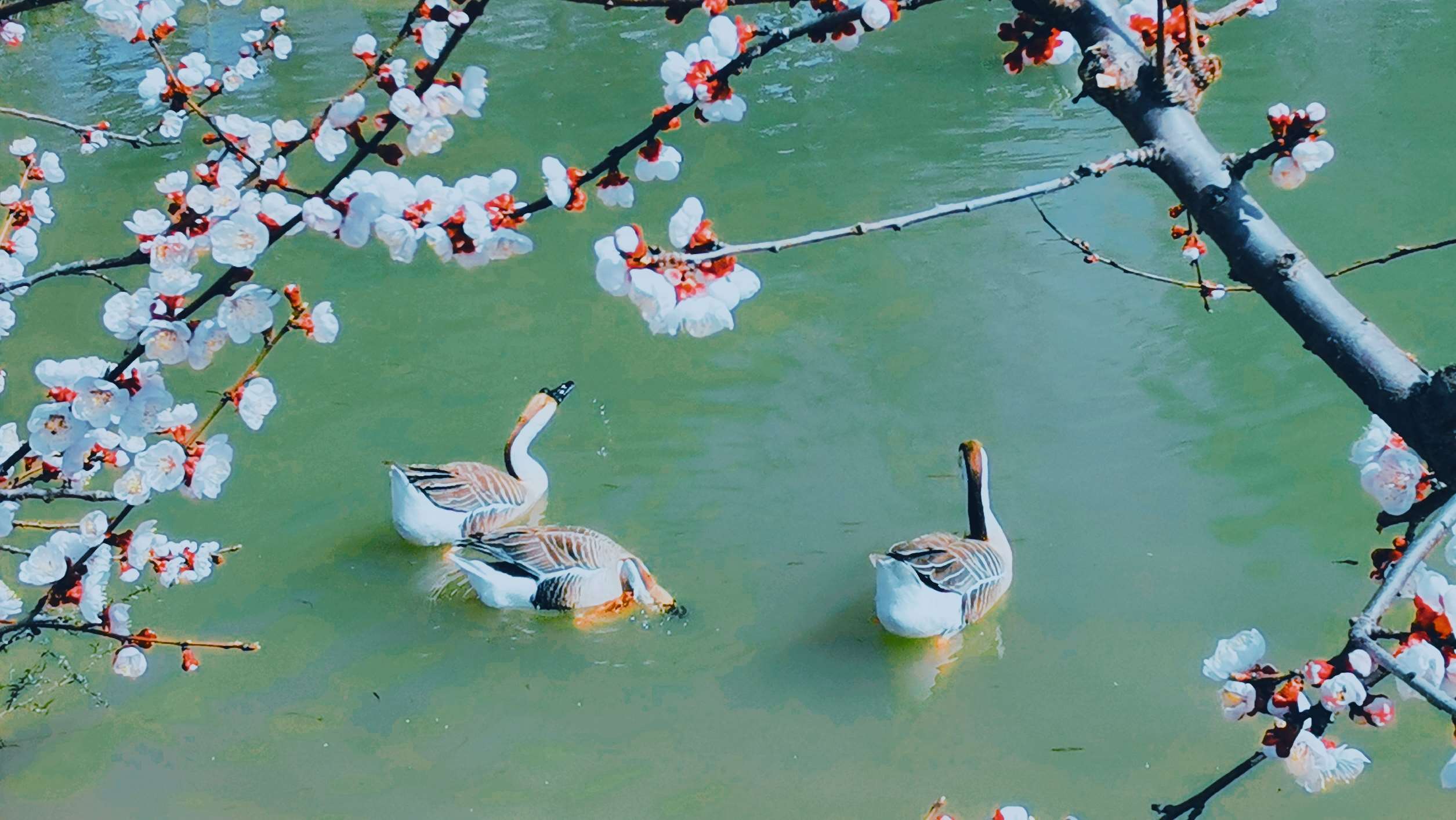 花开雁来
