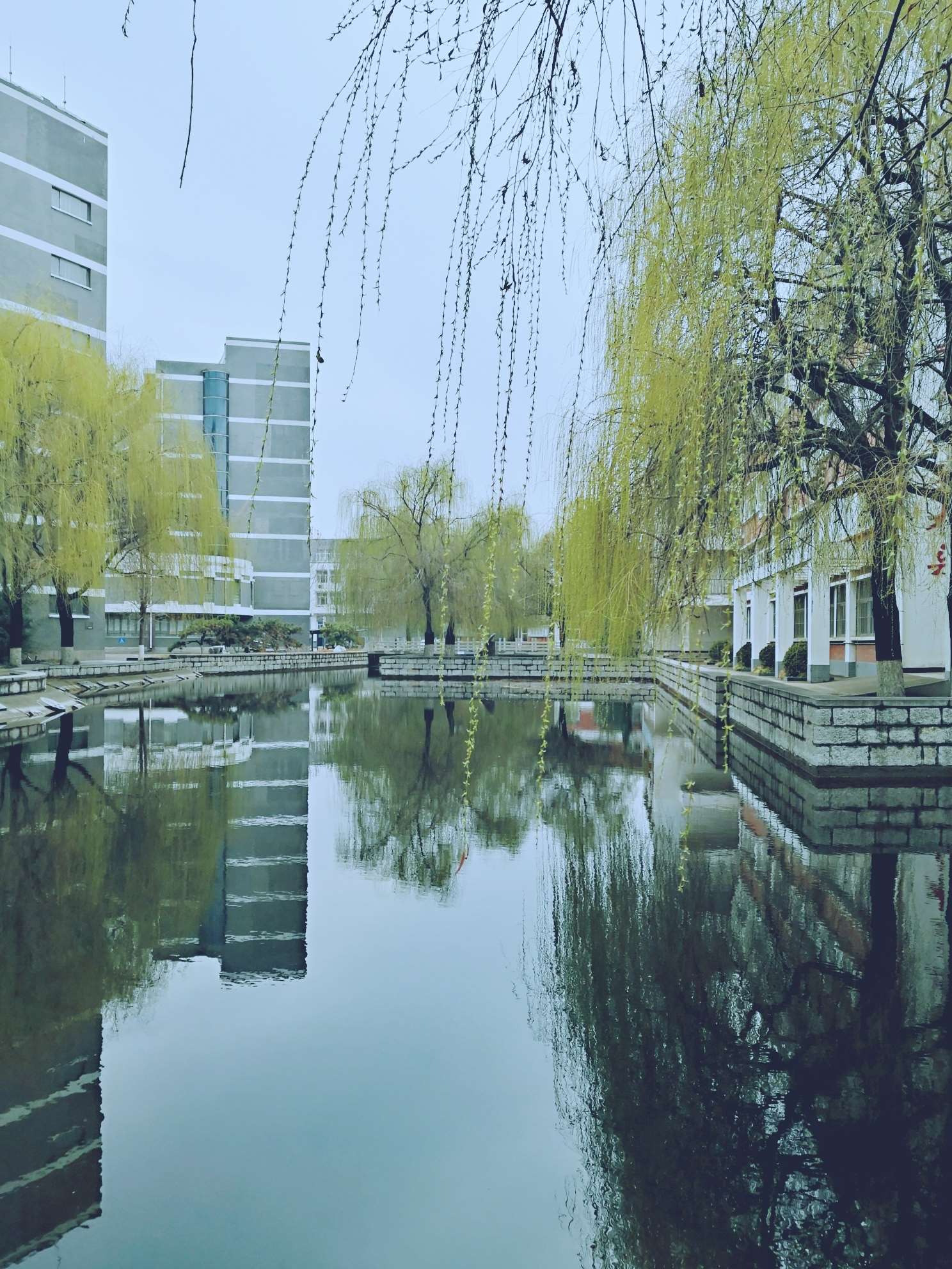  东风吹遍嫩枝条，万绿堤边舞细腰