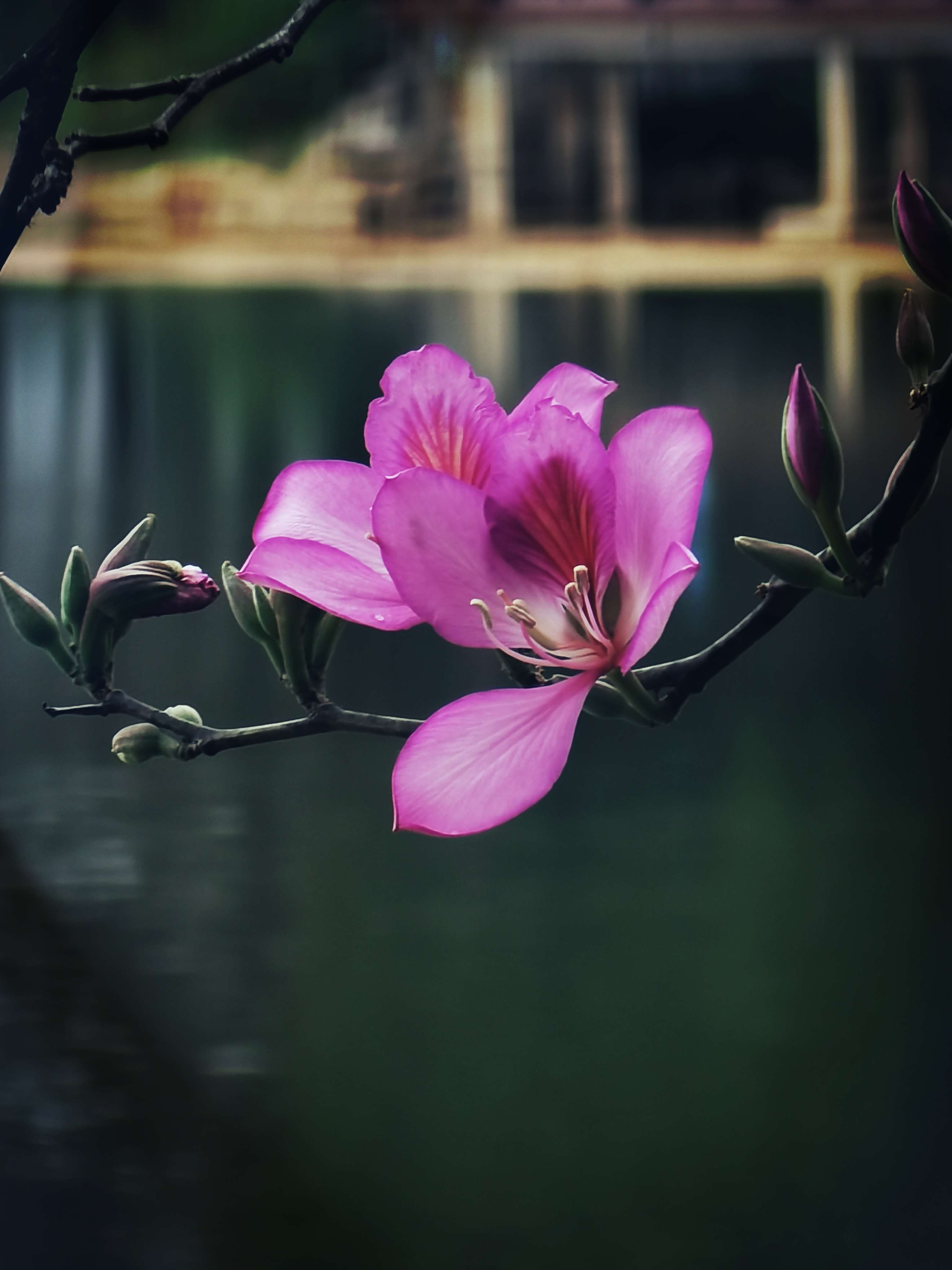 花开两朵