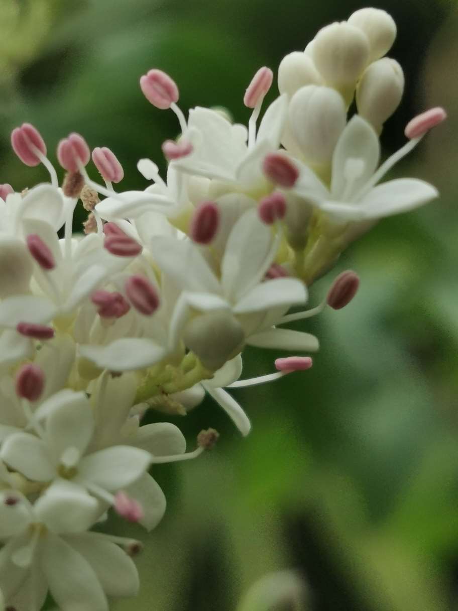 女贞子花