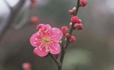 花中四君子一一梅花