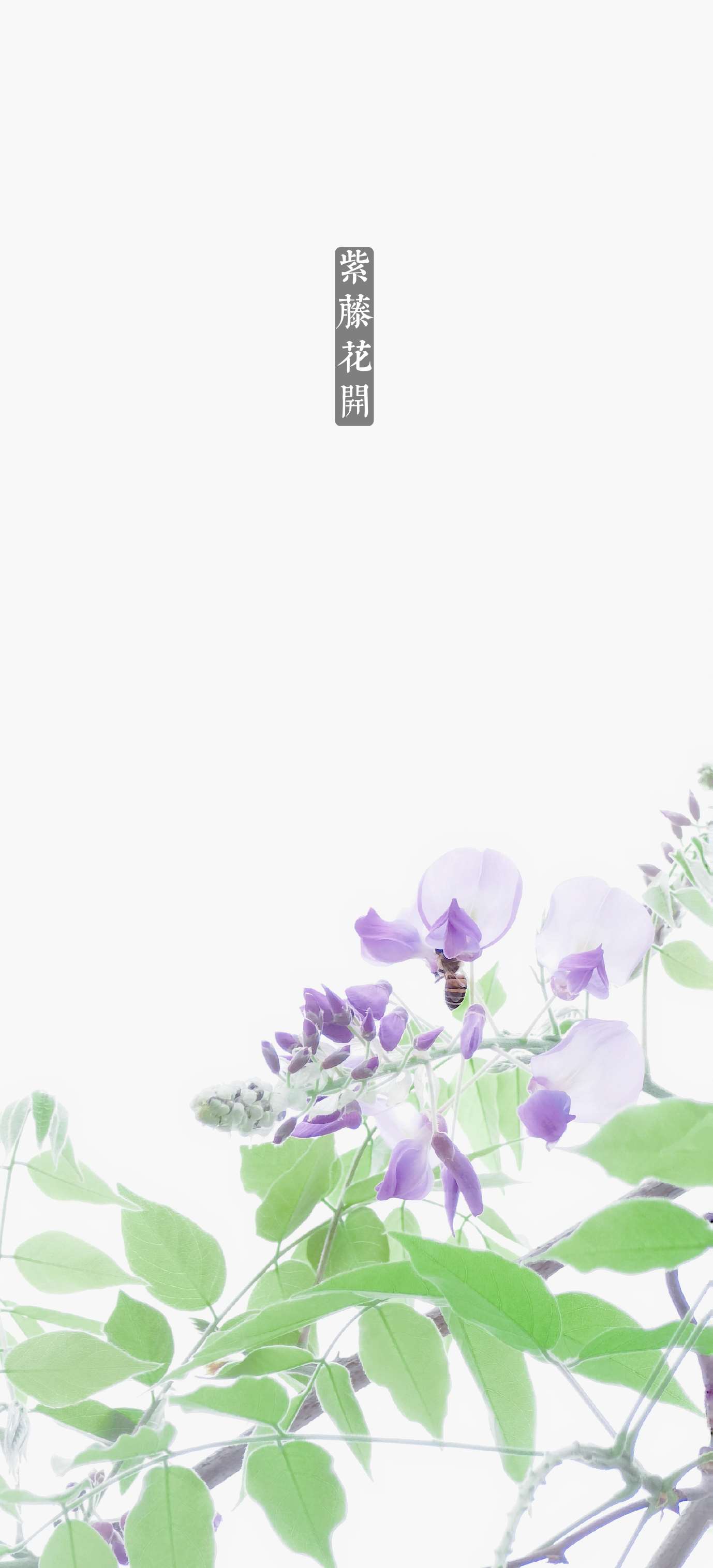 紫藤花开