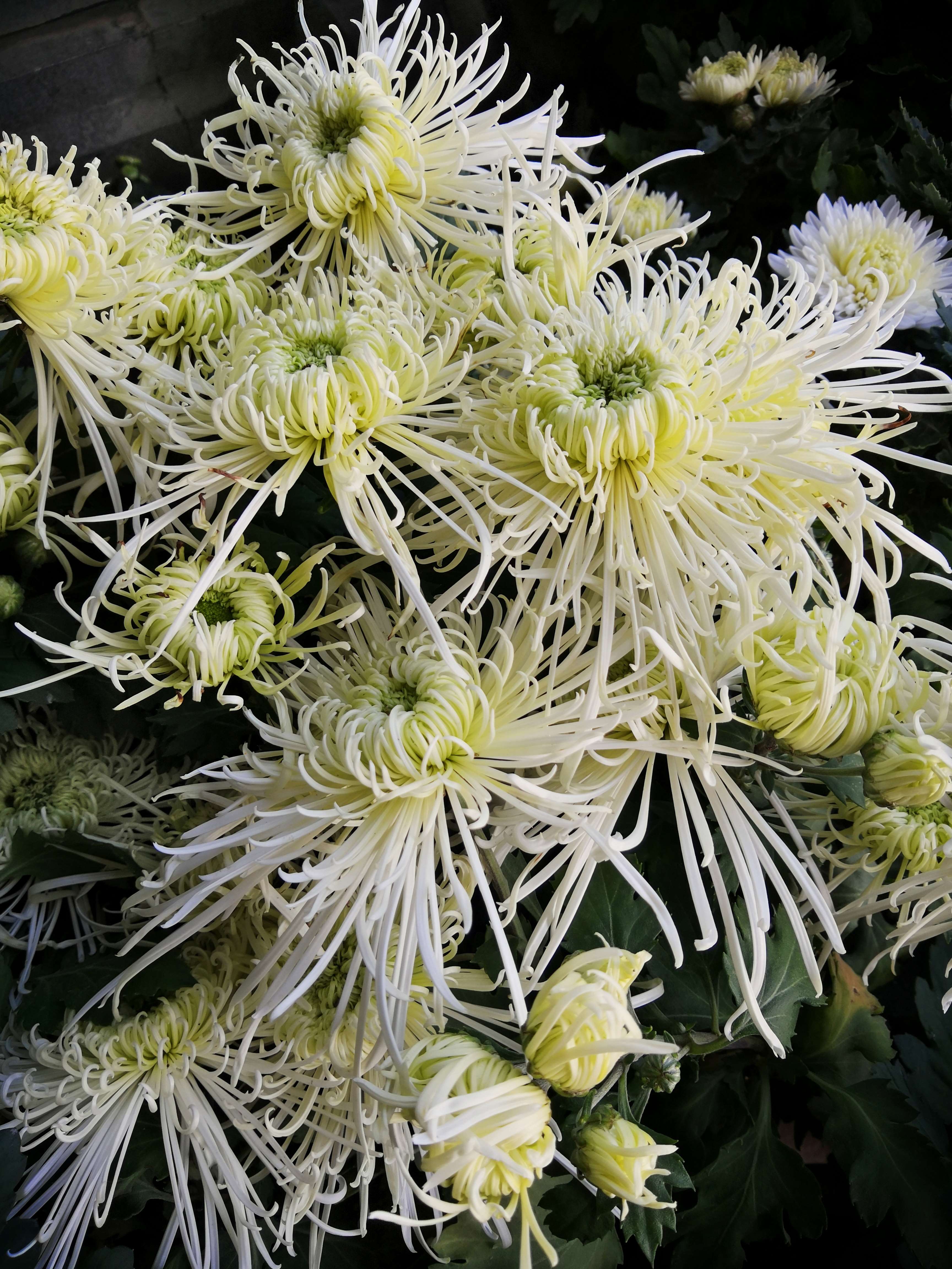 菊香榕城
