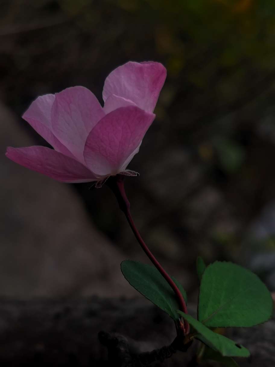 花枝招展