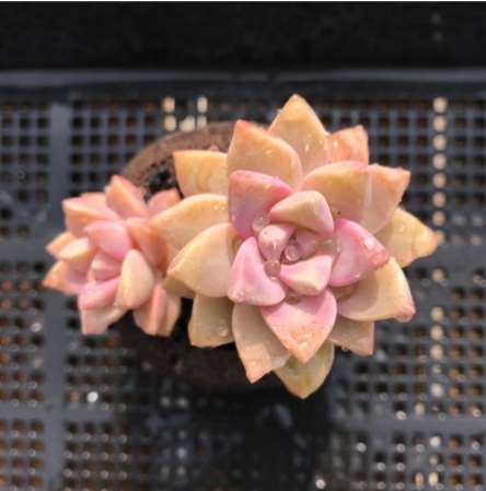 小清新一一多肉植物