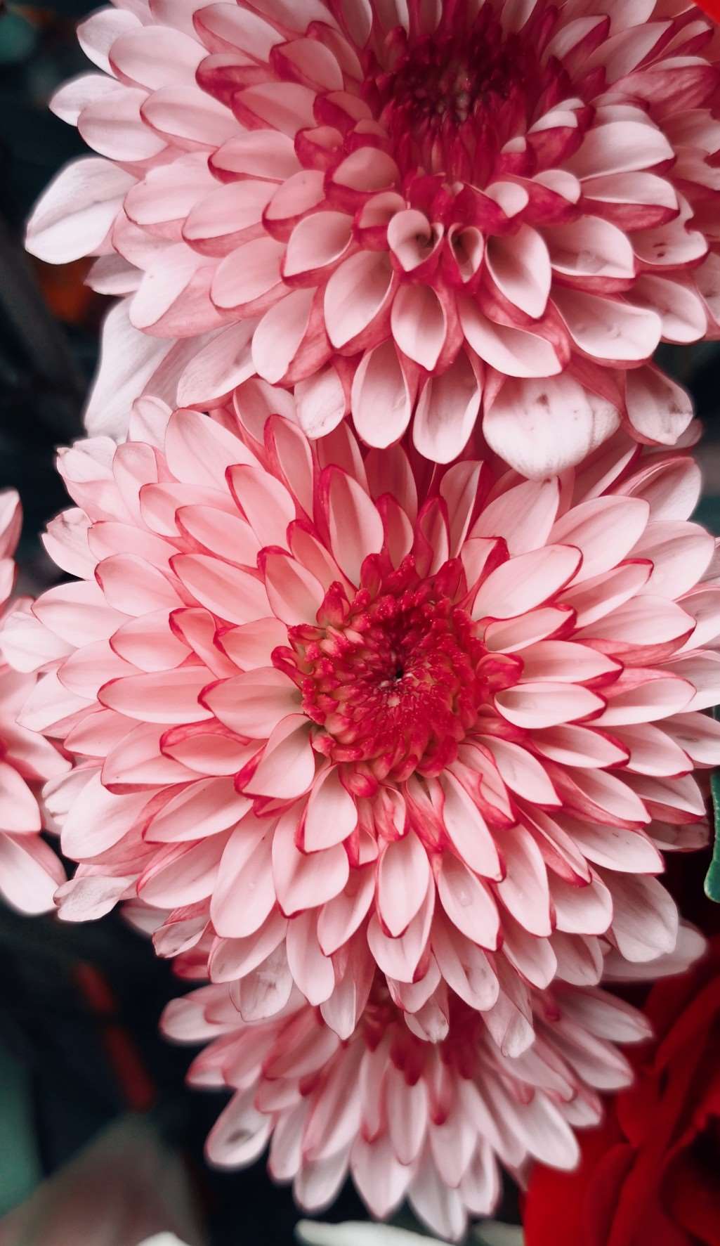 送你一朵小红花