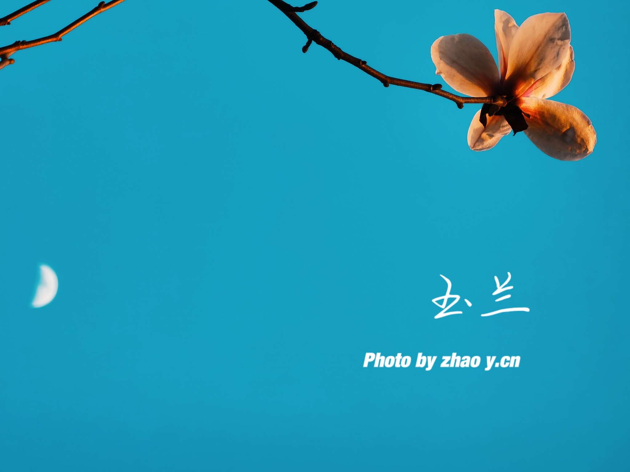 【春之喜好】玉兰