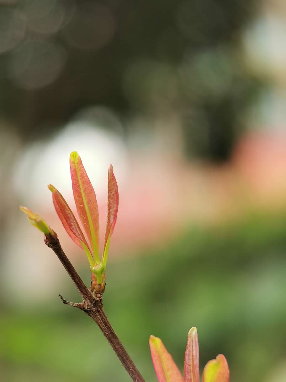 春来，植物发芽