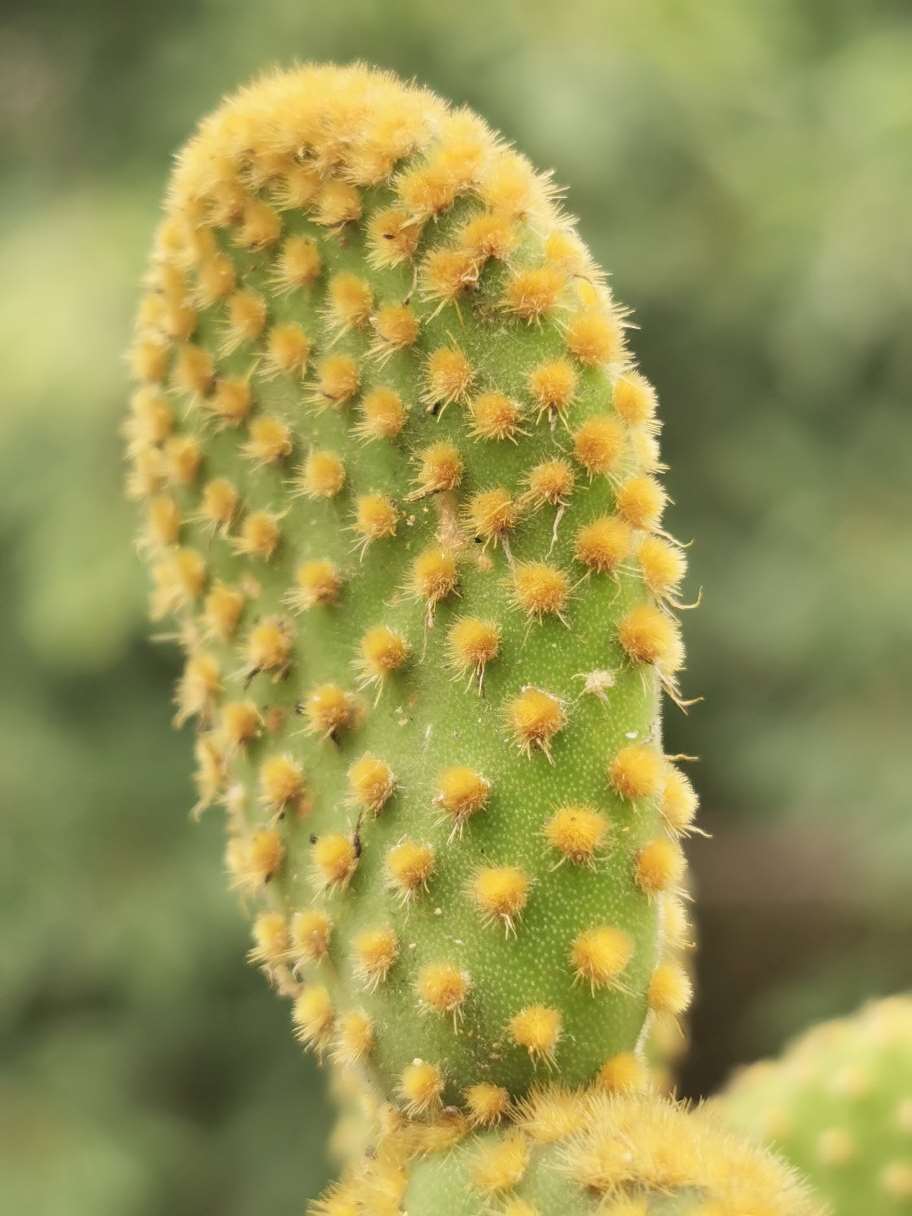 黄色仙人掌