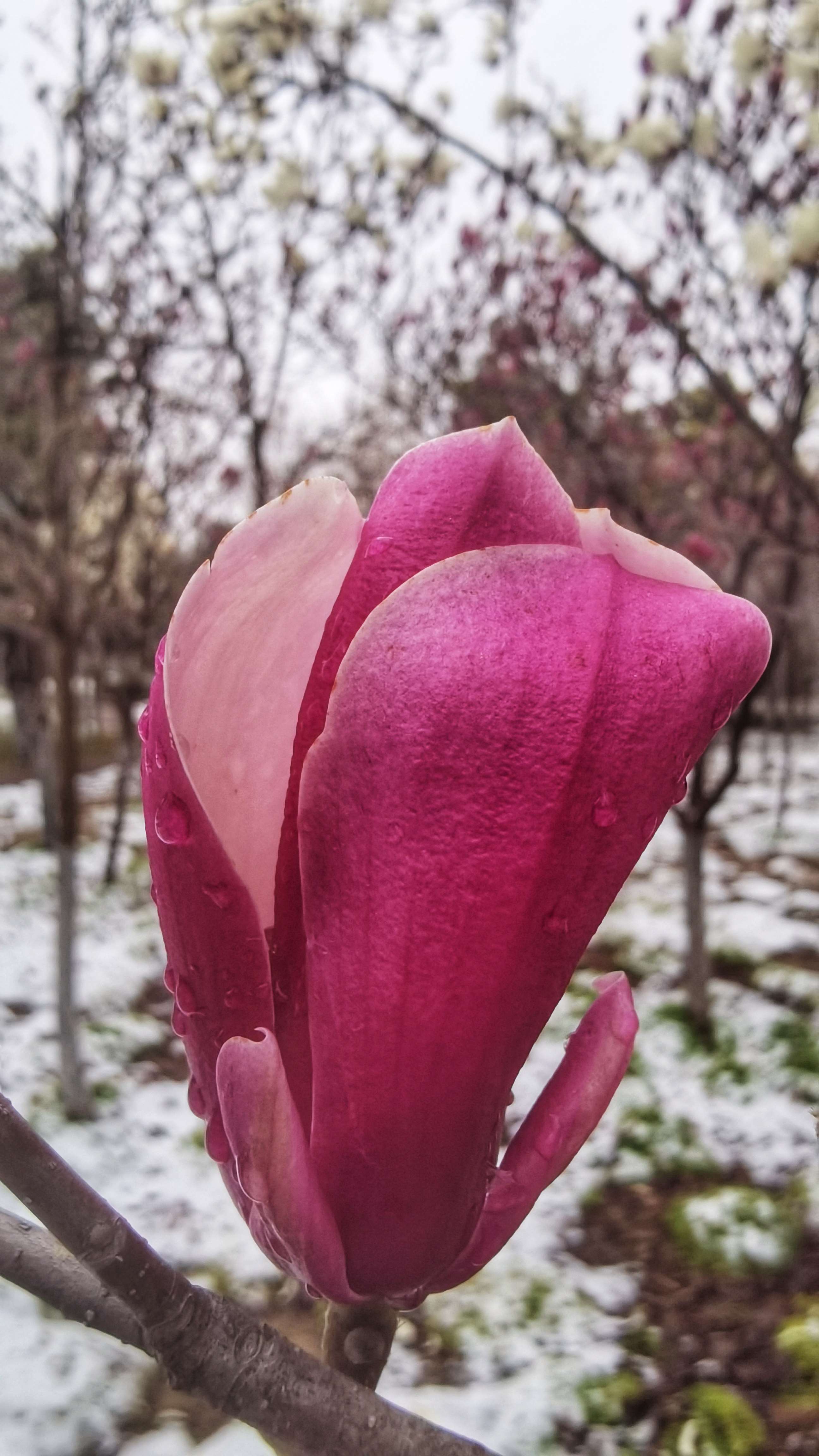 超级微距寻找雪后的玉兰花