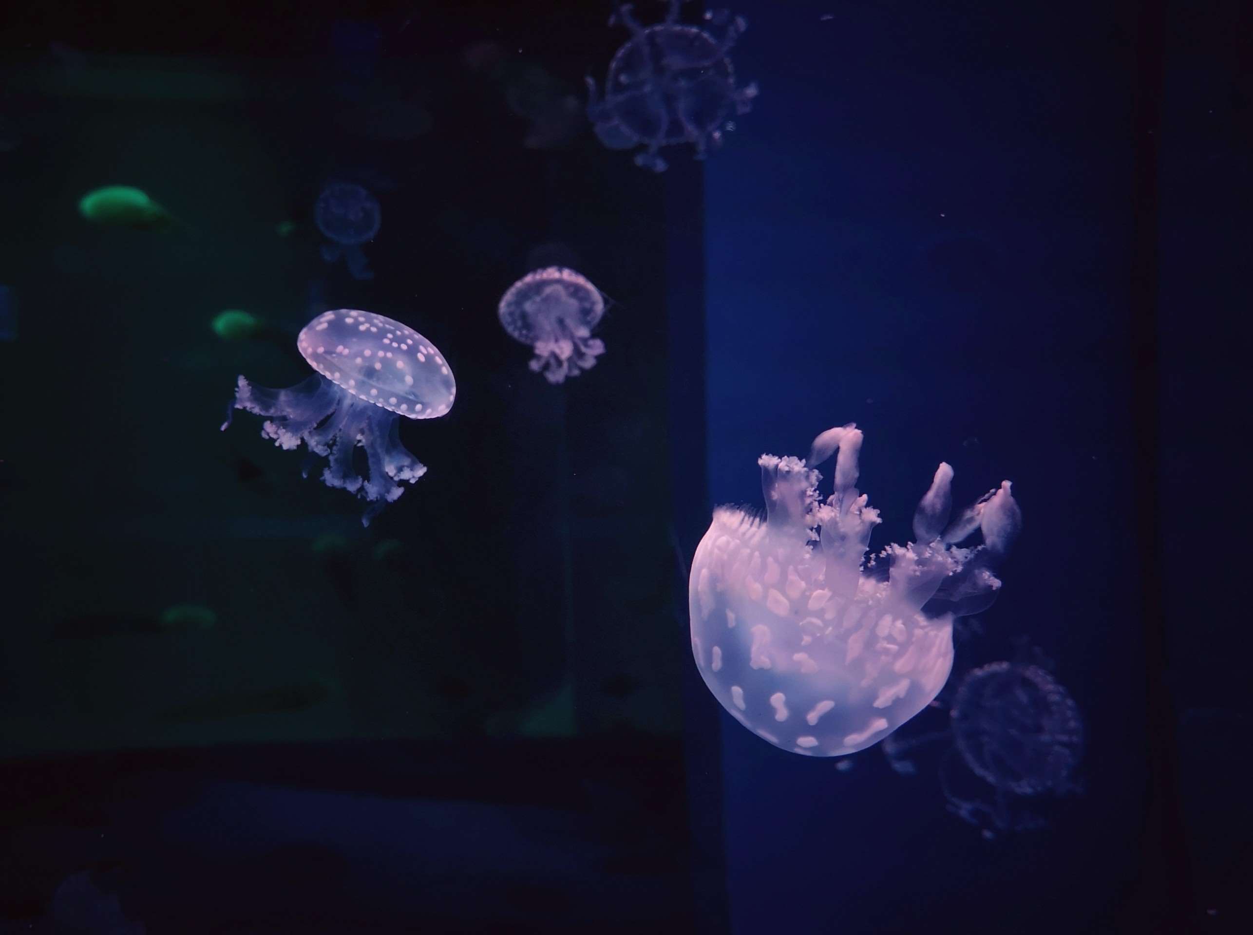 《水母》