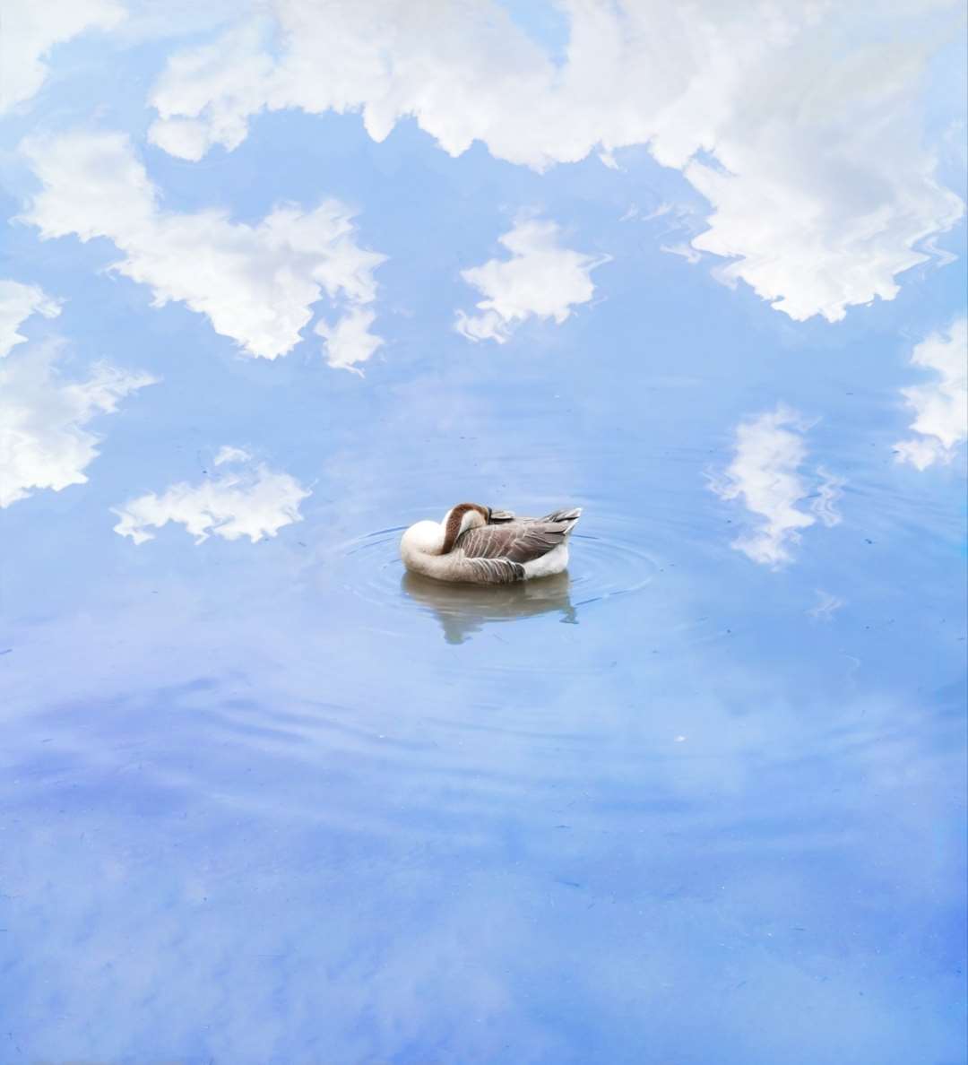 春江水暖鸭先知