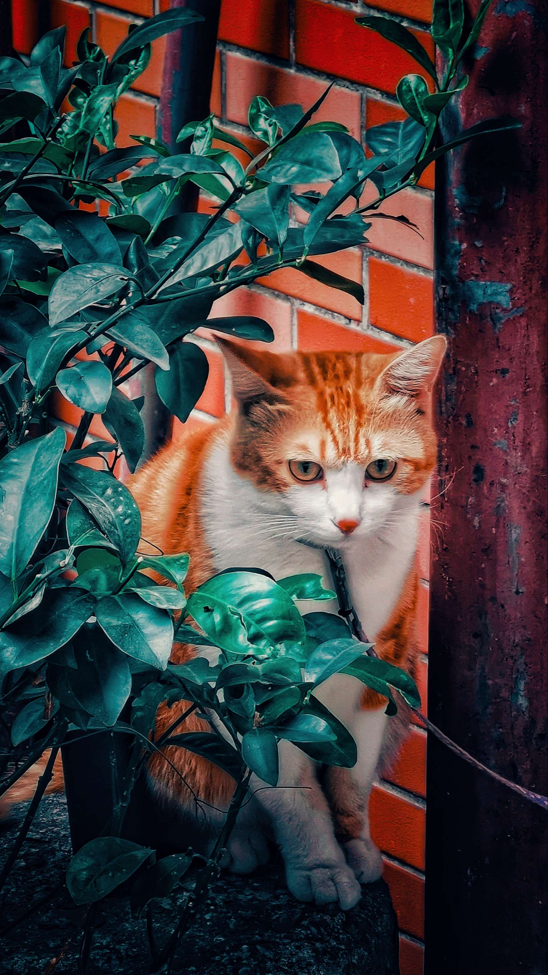 躲猫