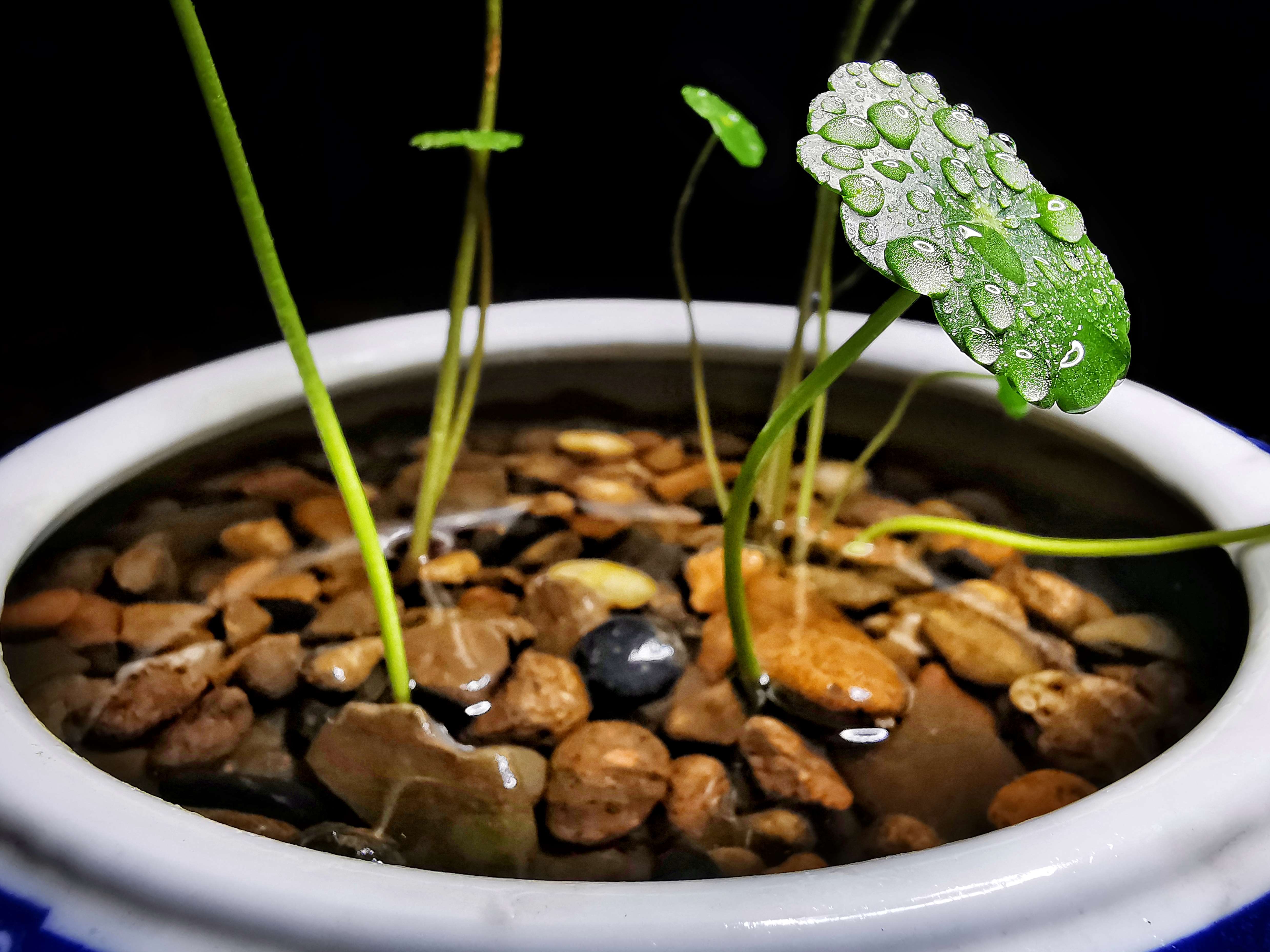 铜钱草