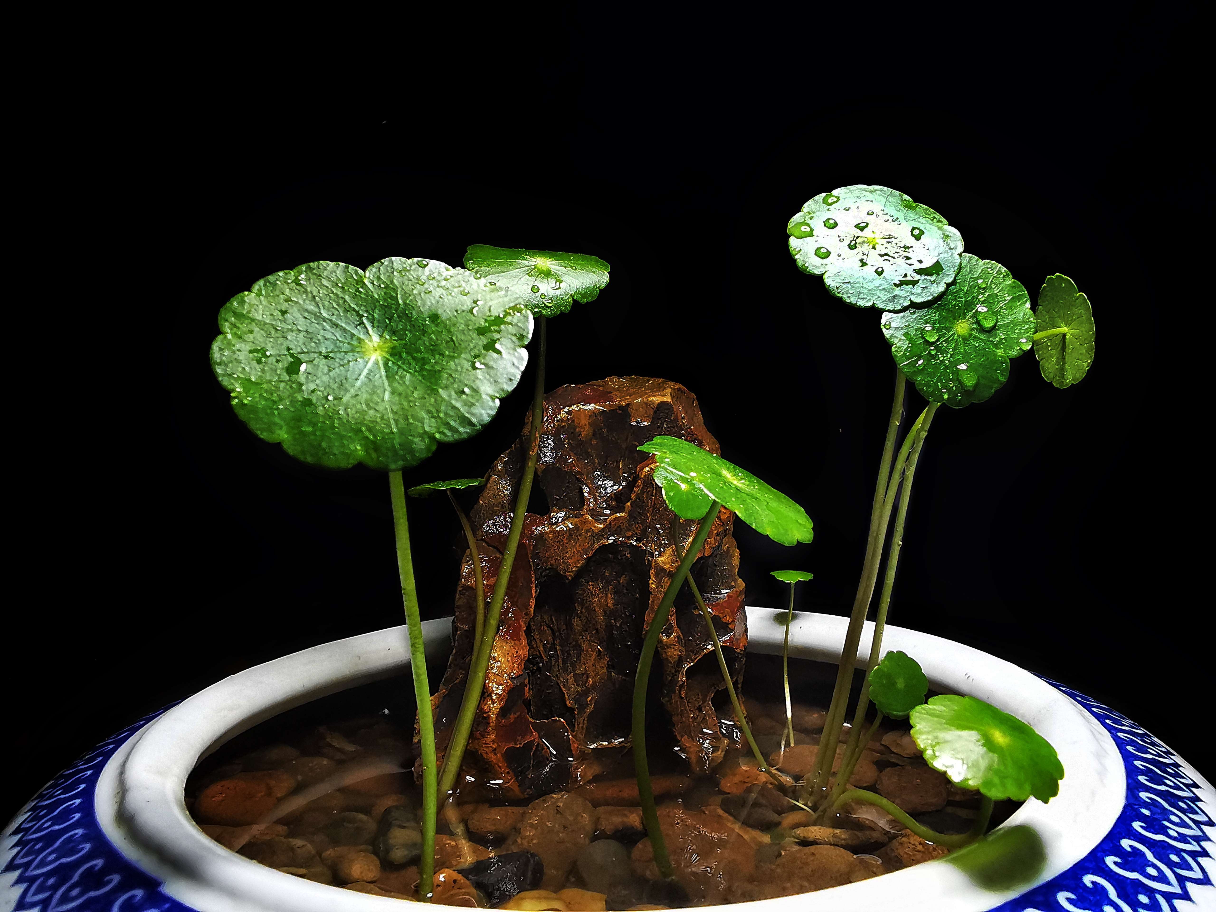 铜钱草