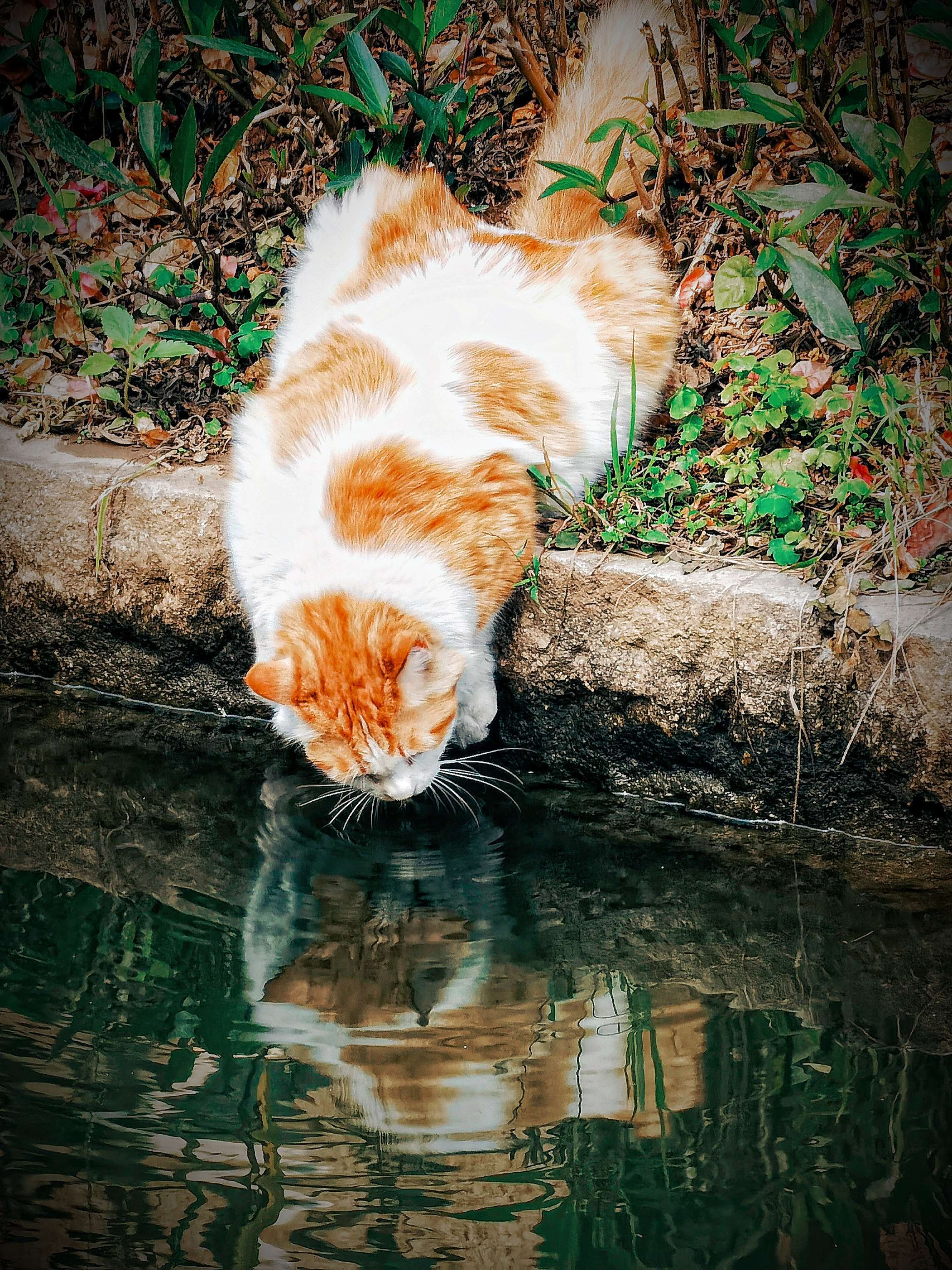 小猫喝水