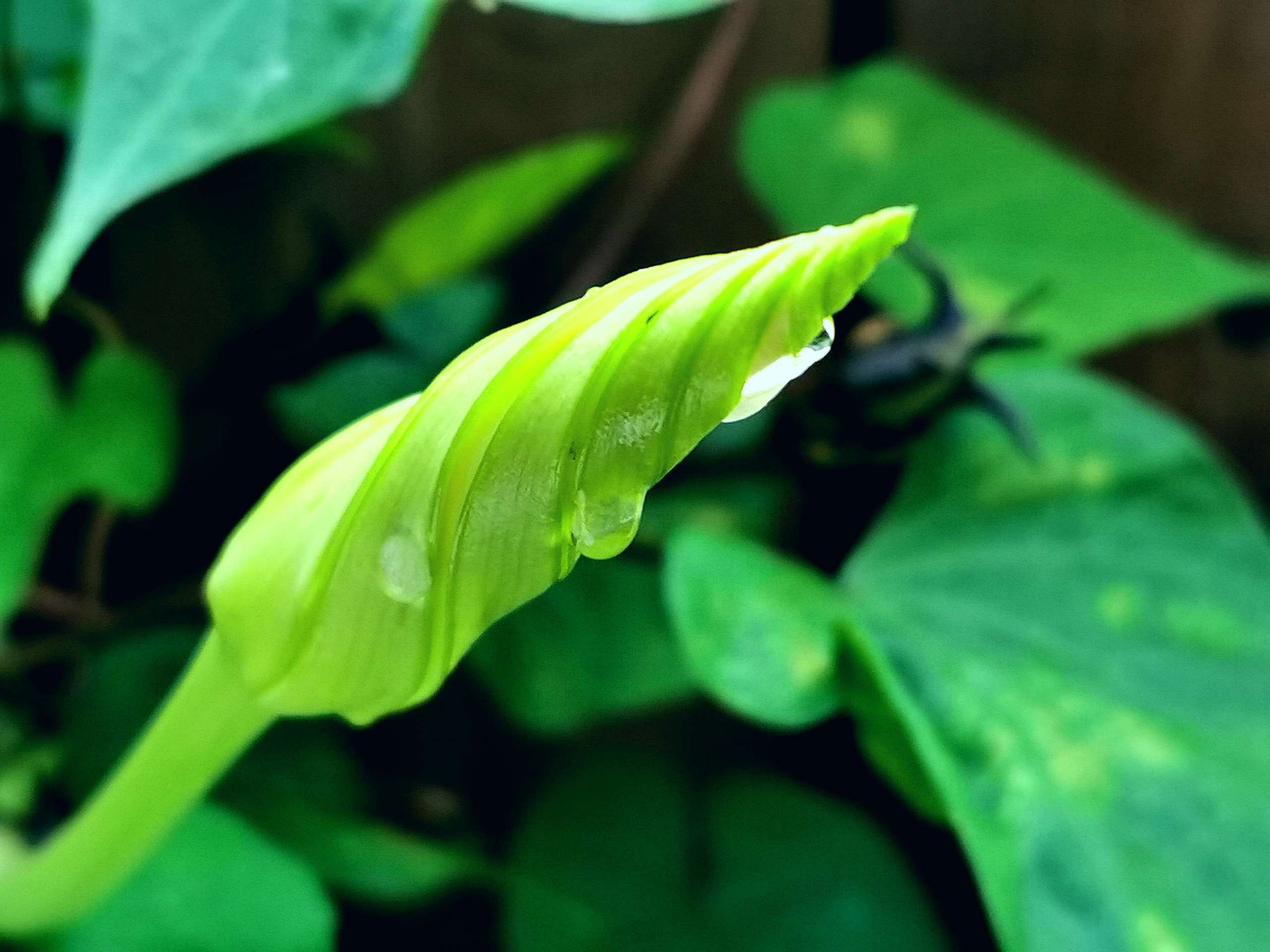 牵牛花苞