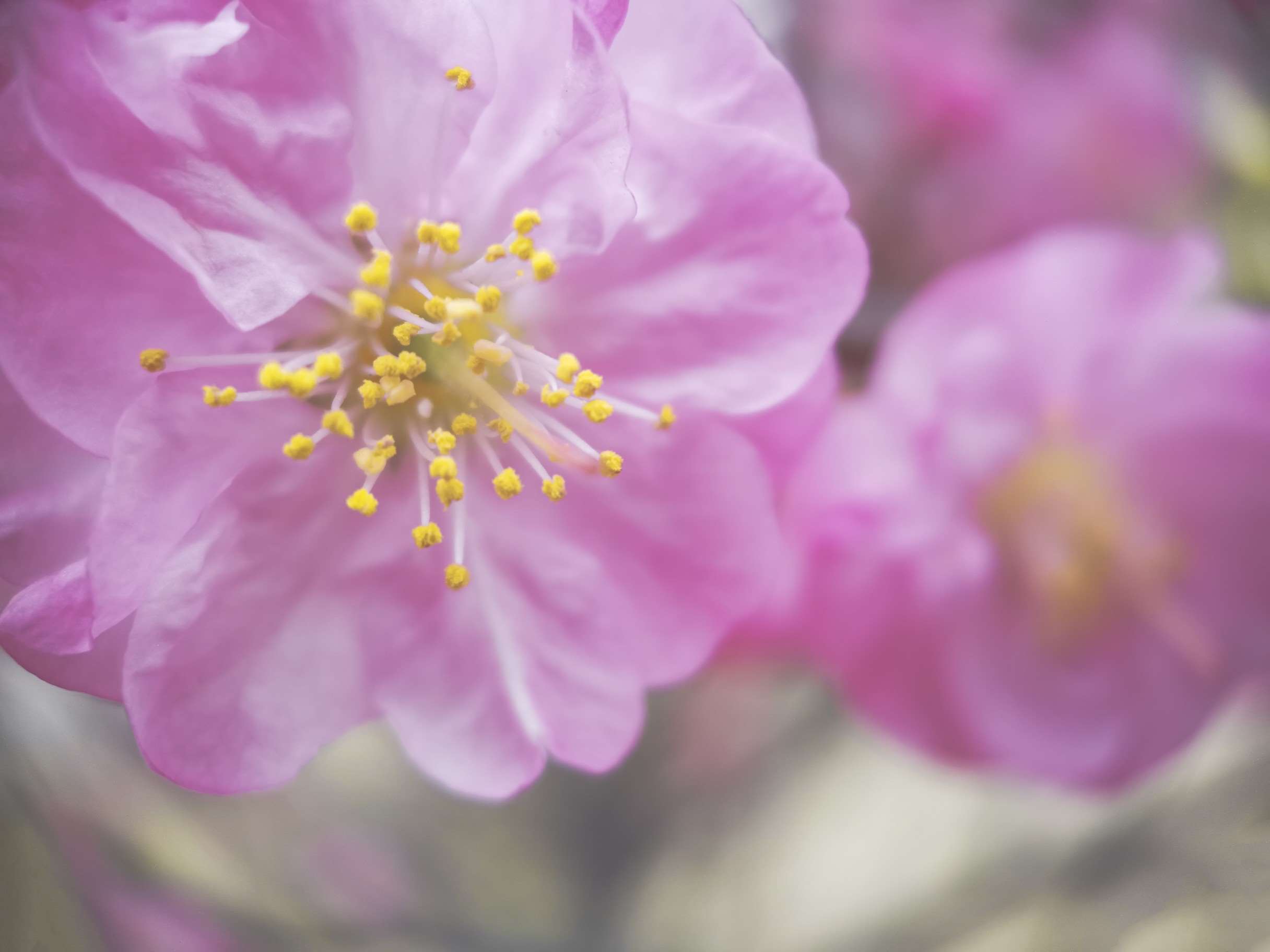 那时花开