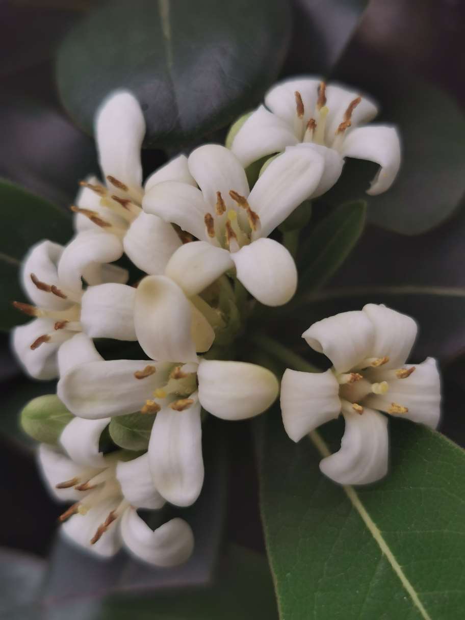  小白花