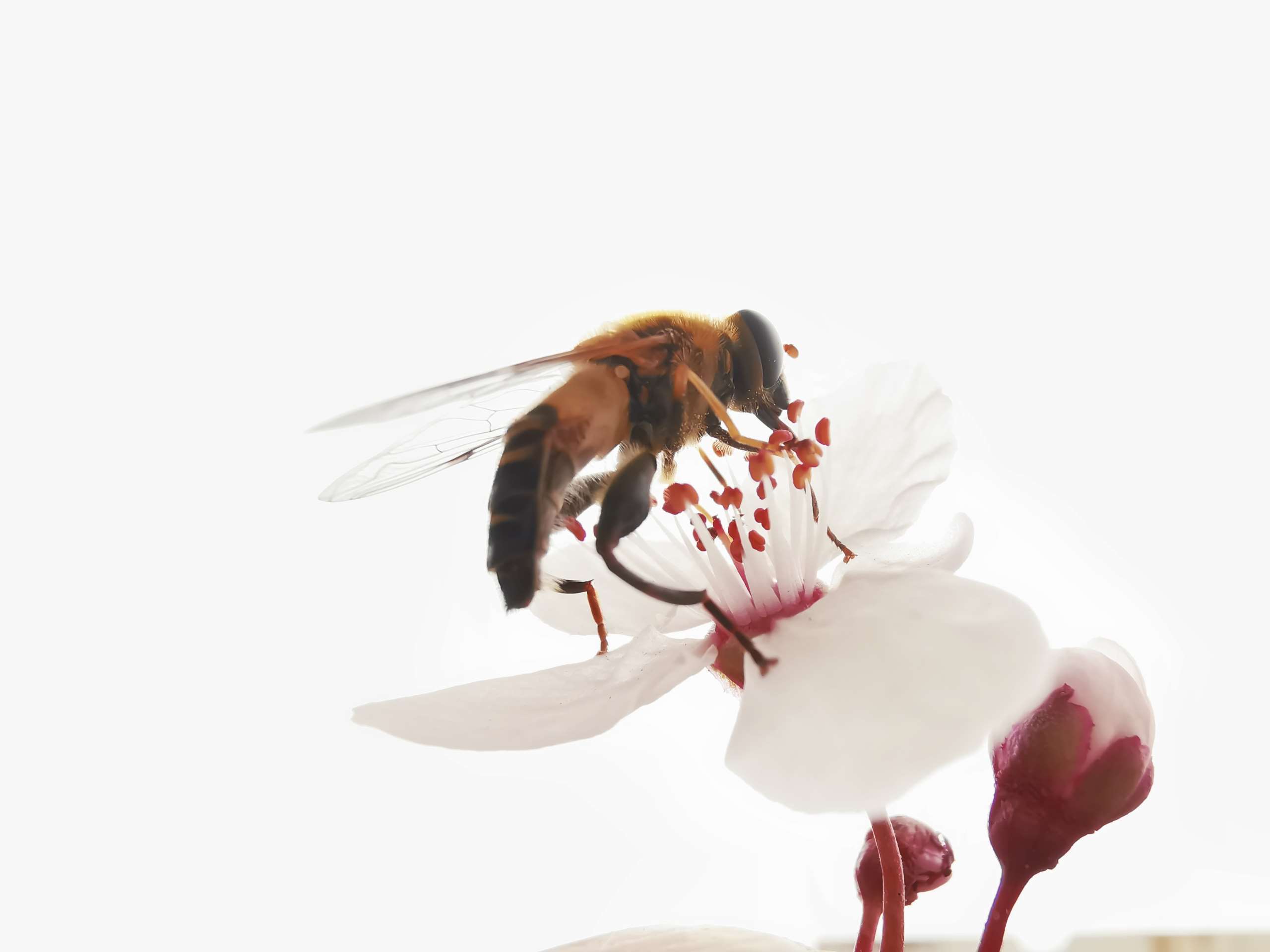 春分