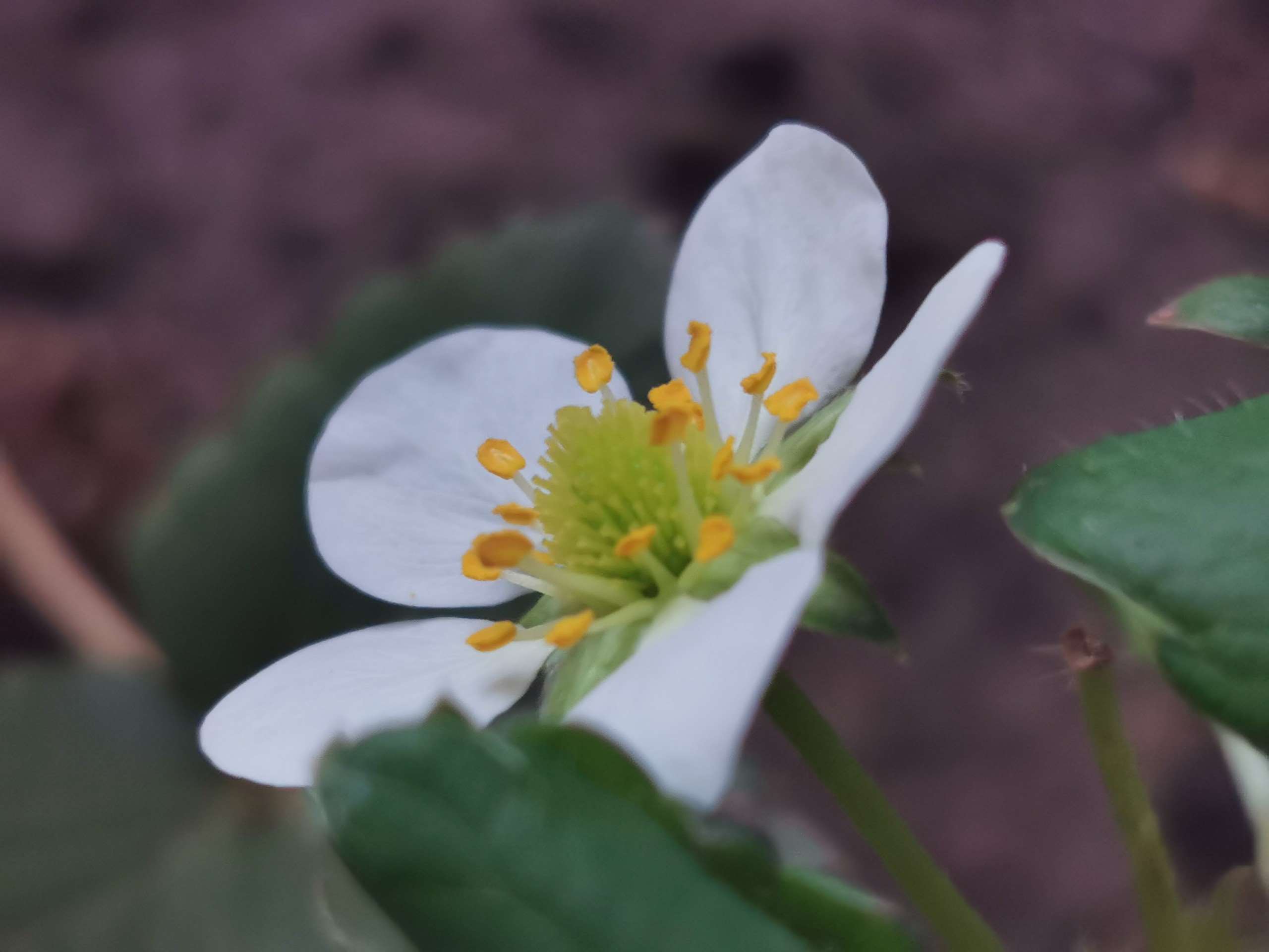 草莓花