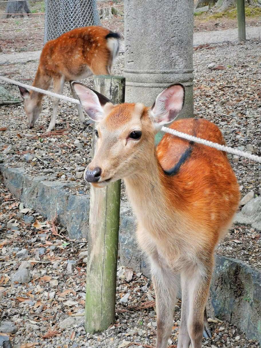 呦呦鹿鸣