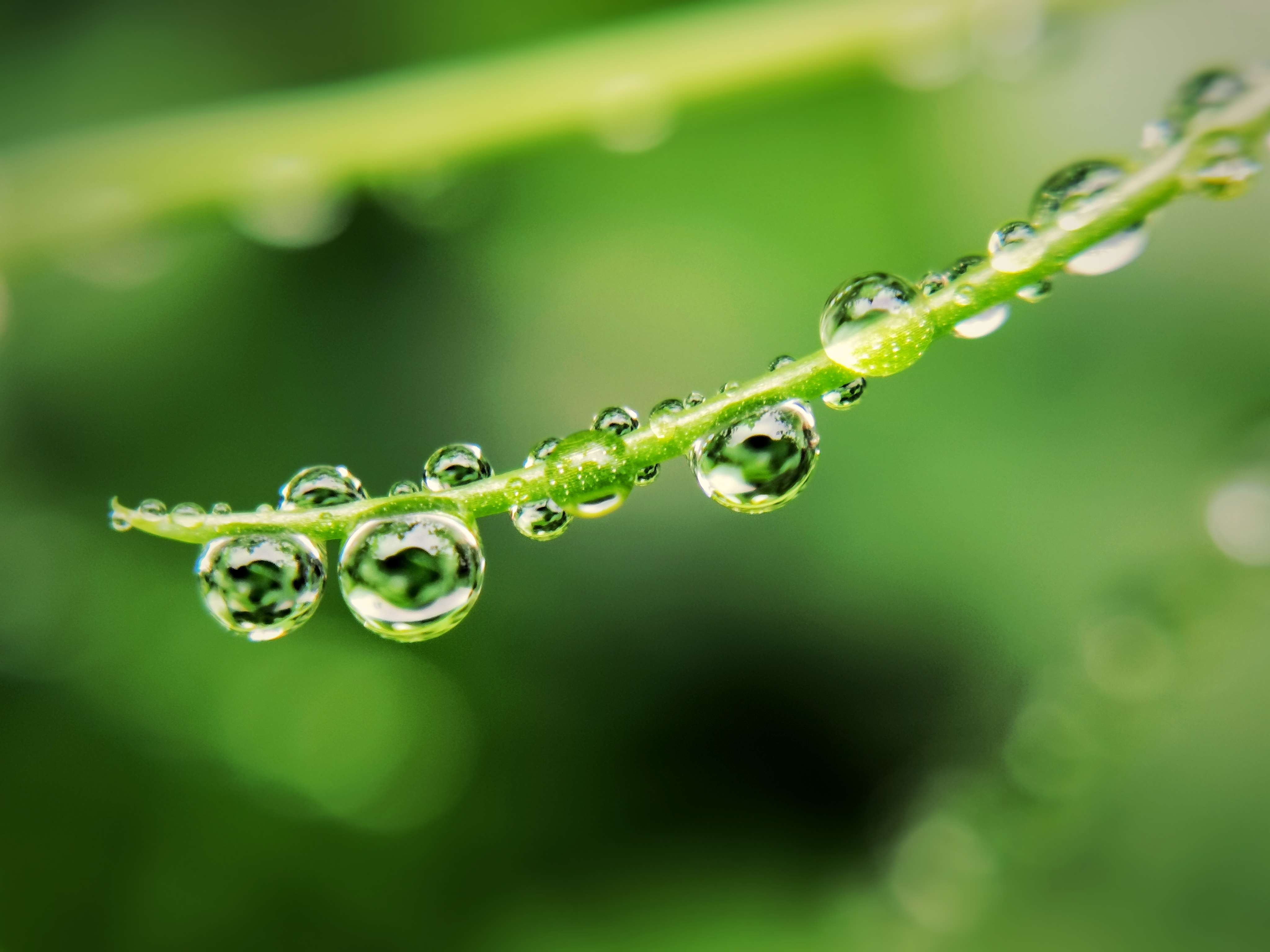 水珠微距