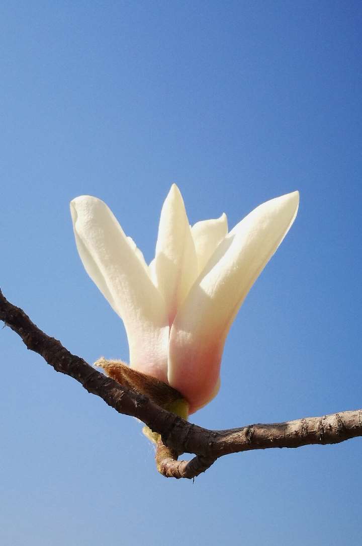 玉兰春光