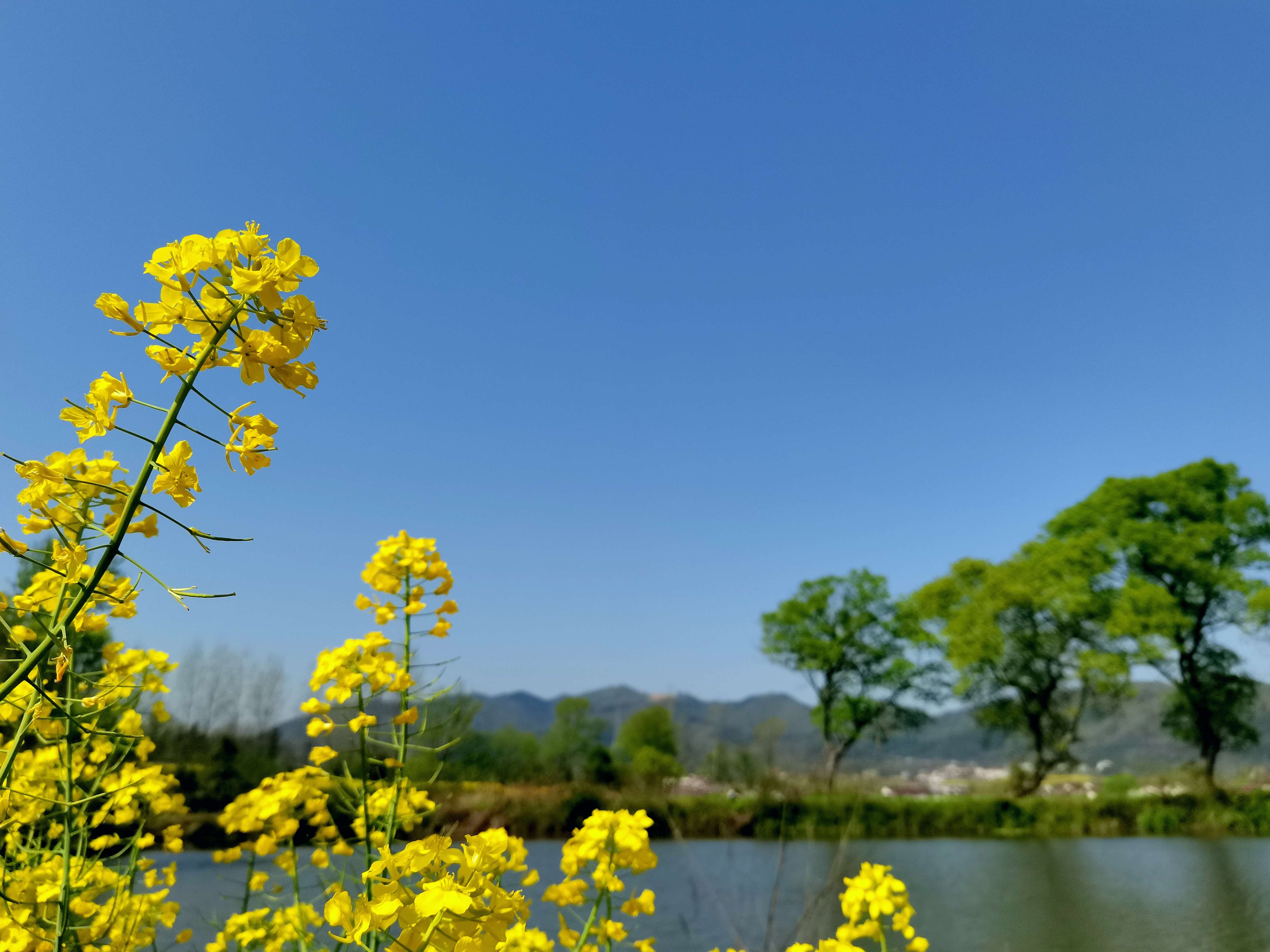 油菜花，乡下春天最美的花
