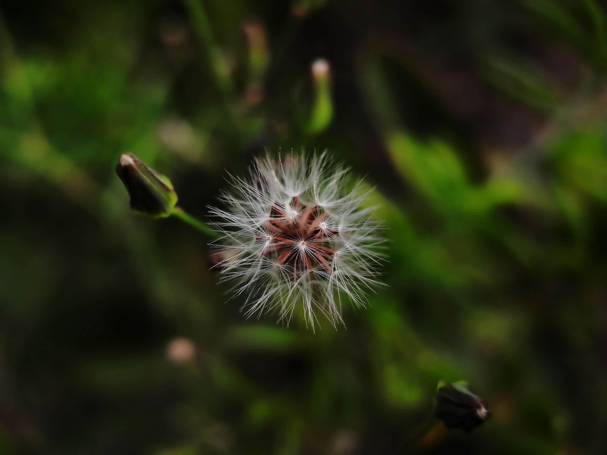 毛连连/蒲公英