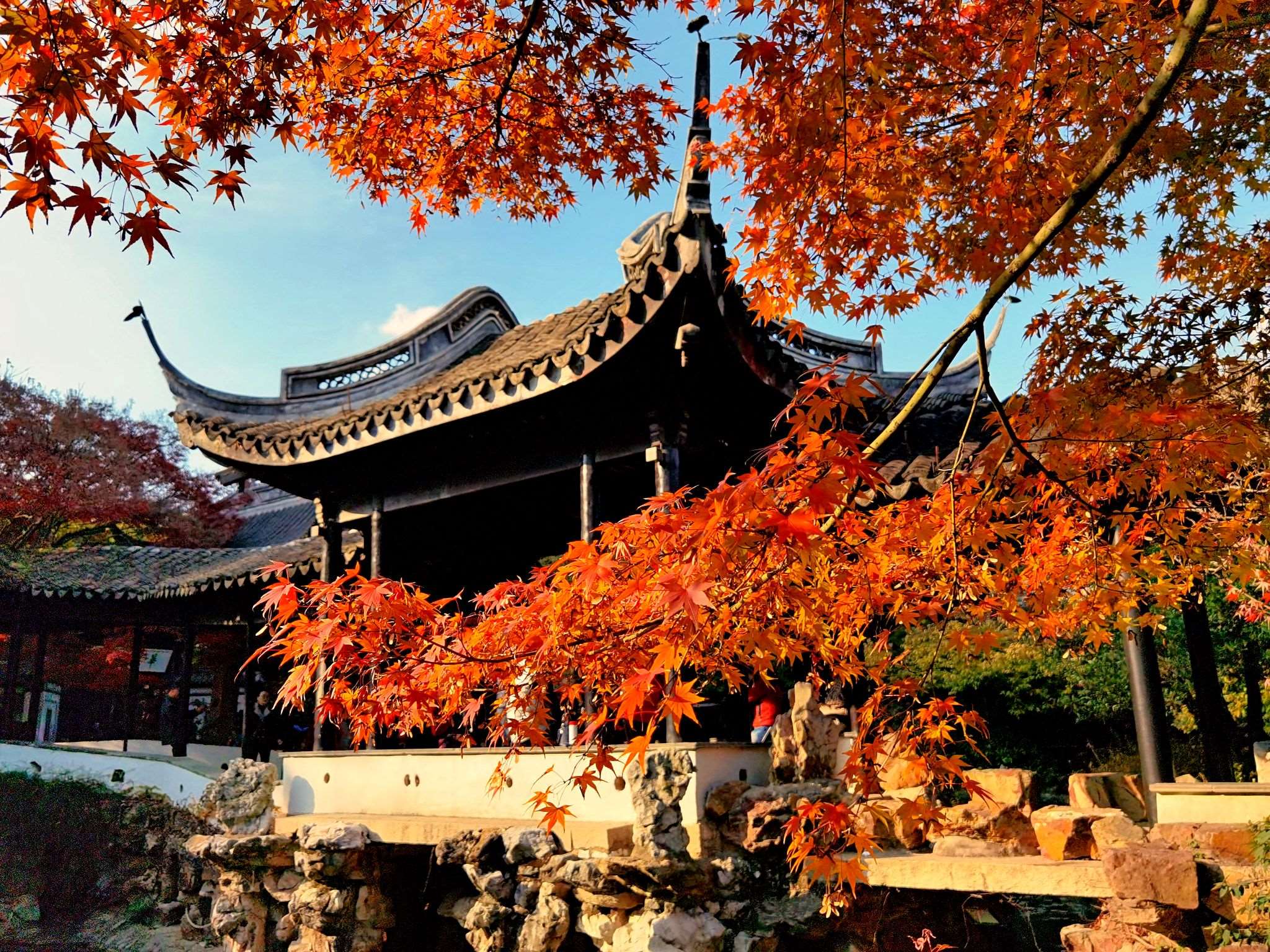 枫叶满目红