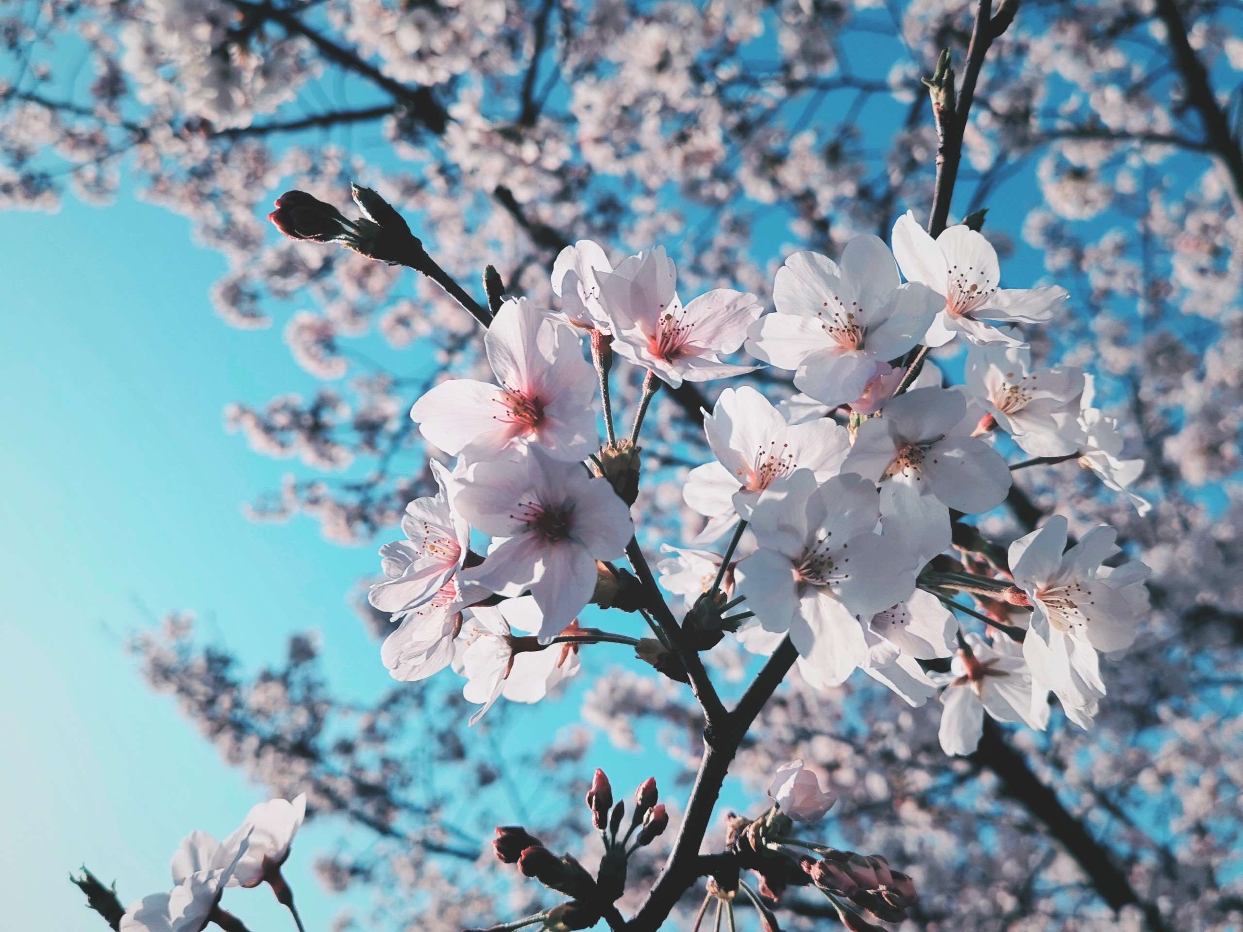 这个季节樱你而不同