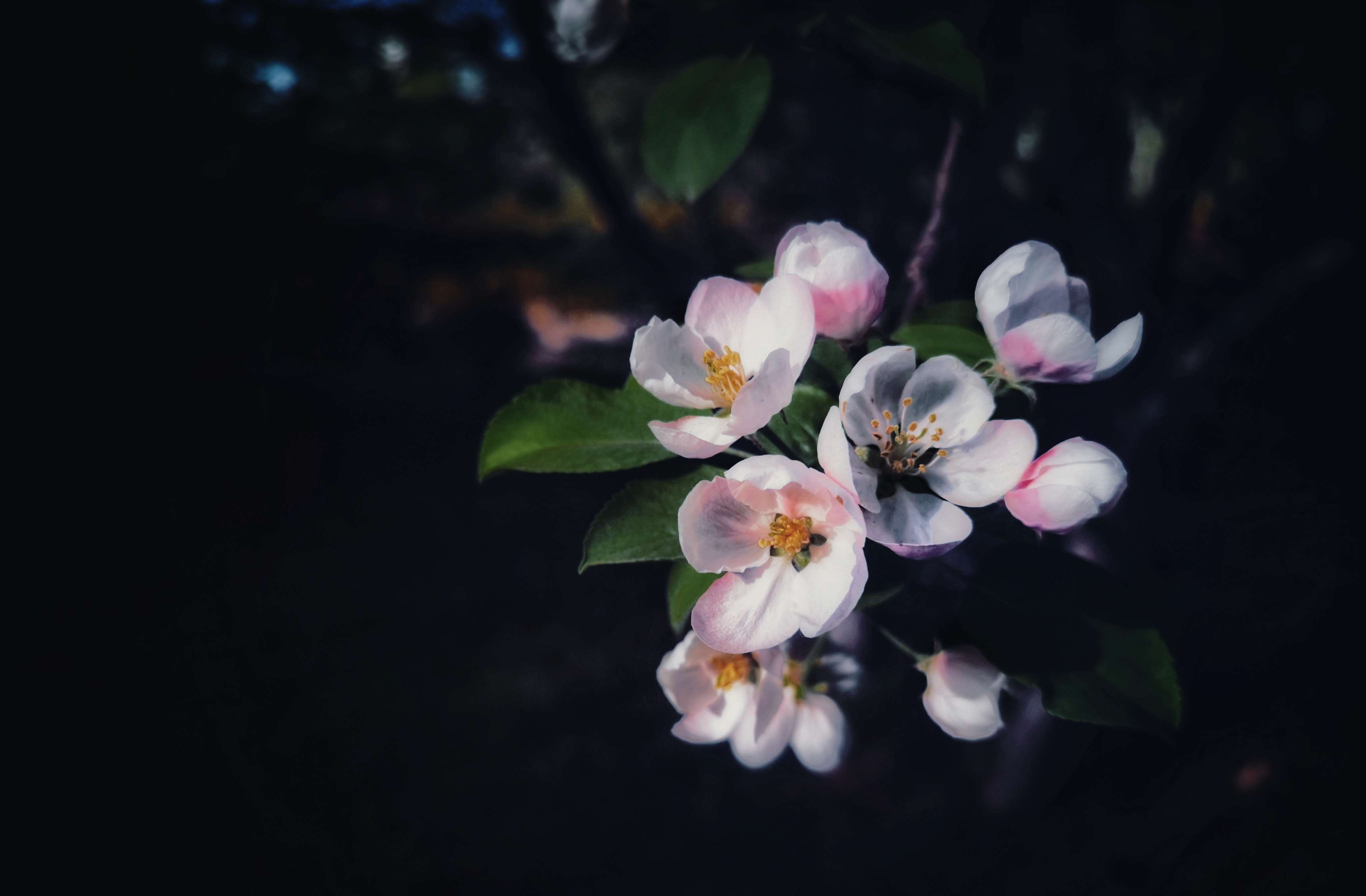 春花