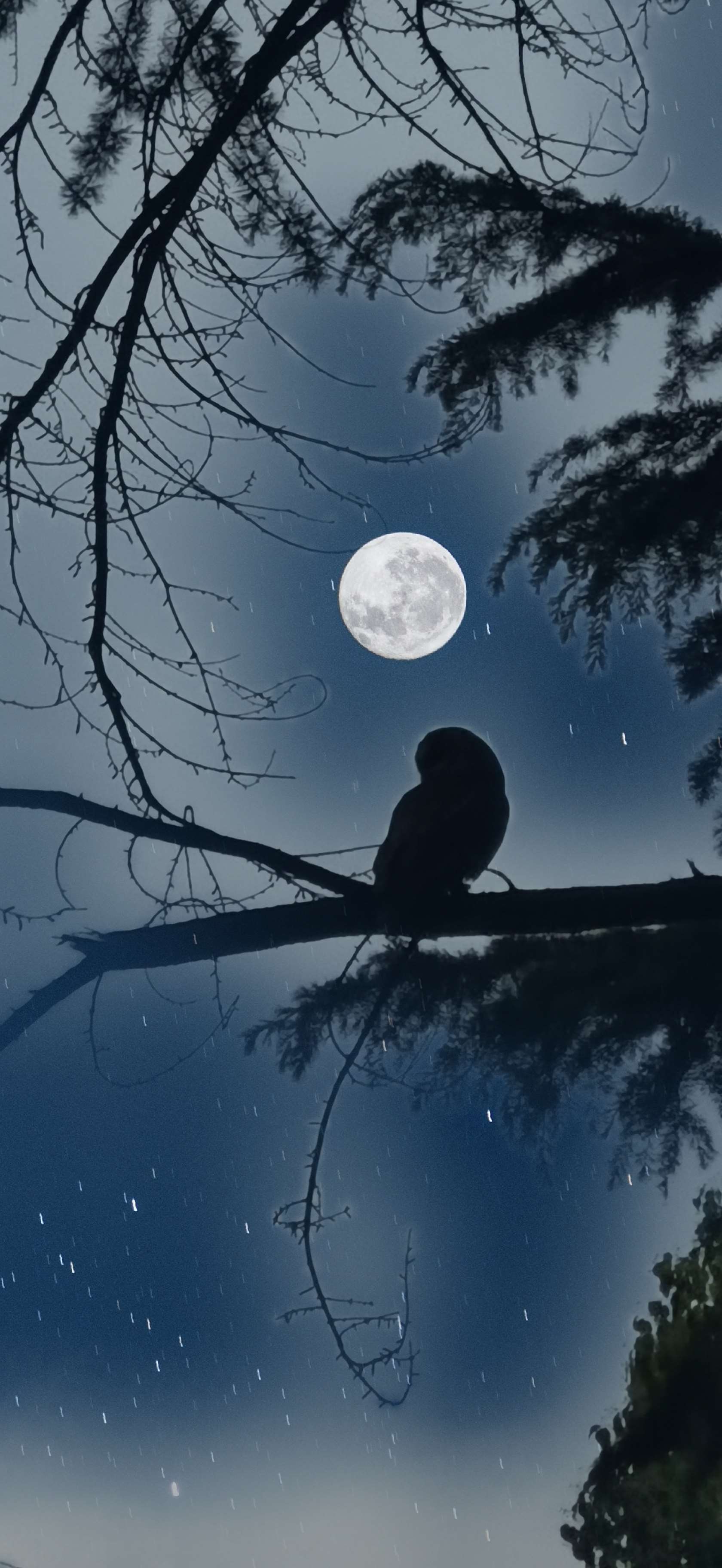 黑夜精灵