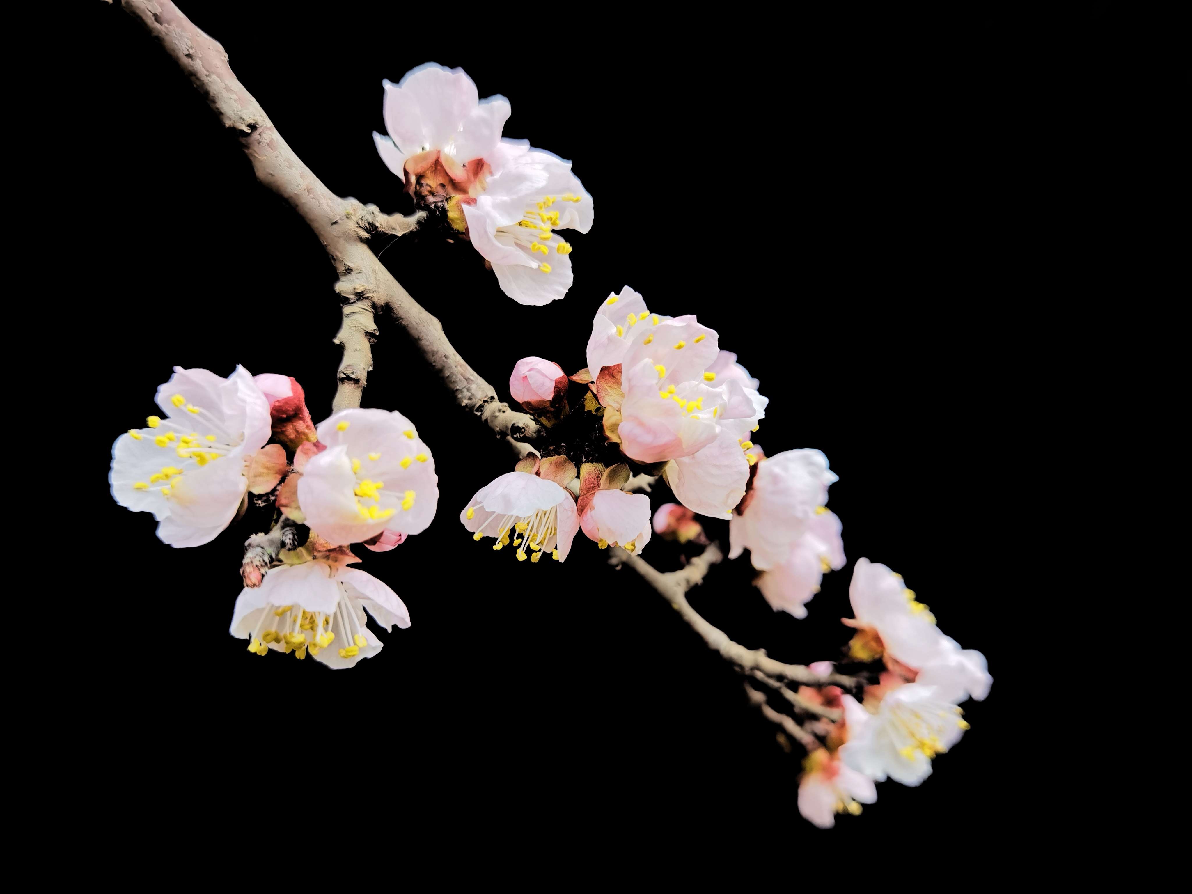 春来杏花发几枝