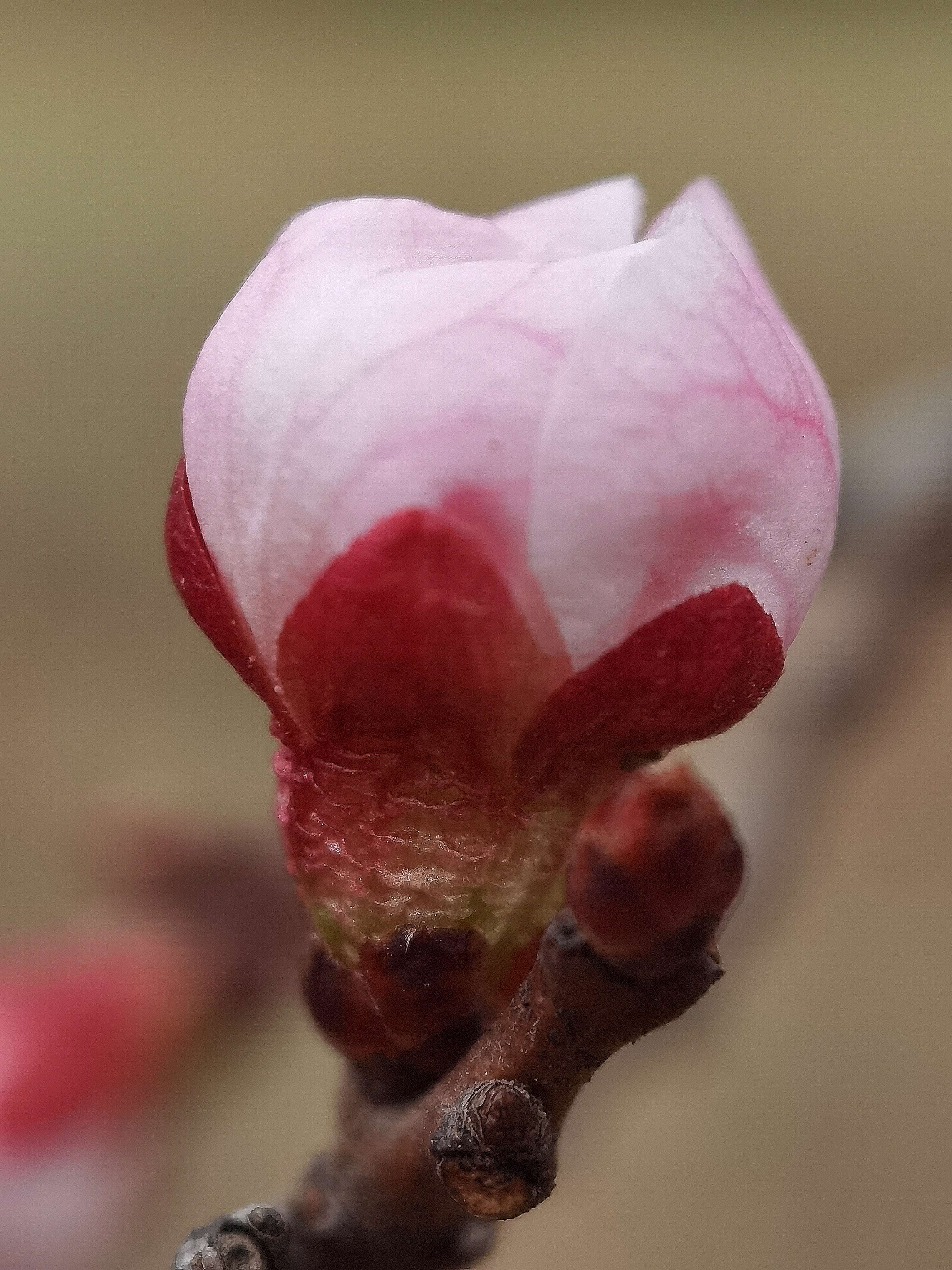 春蕾