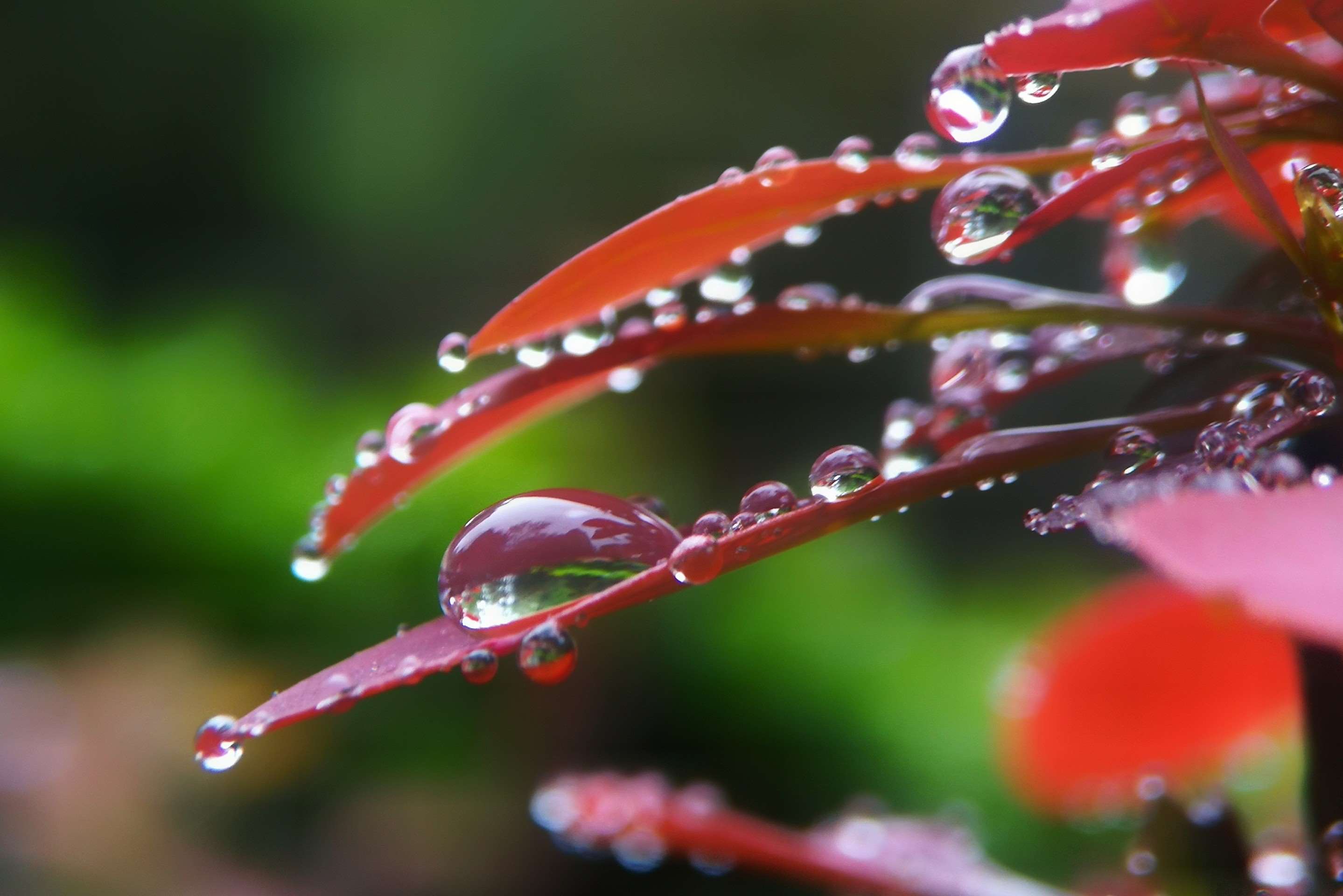 春雨润新芽