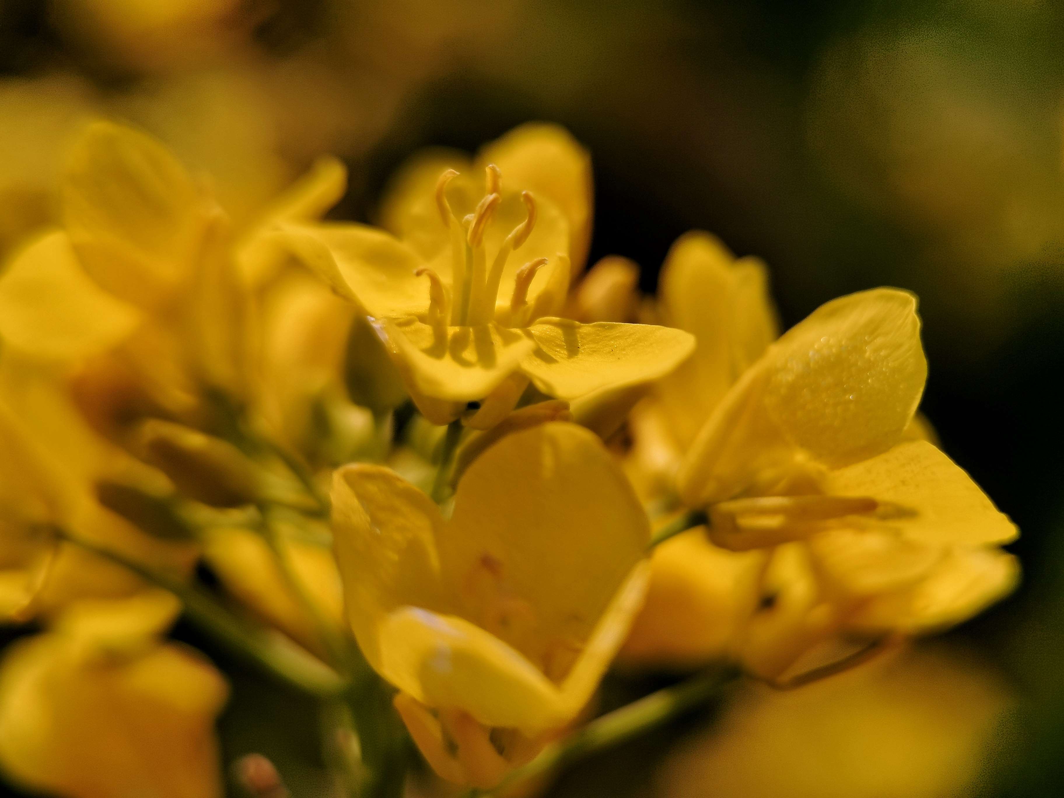  油菜花