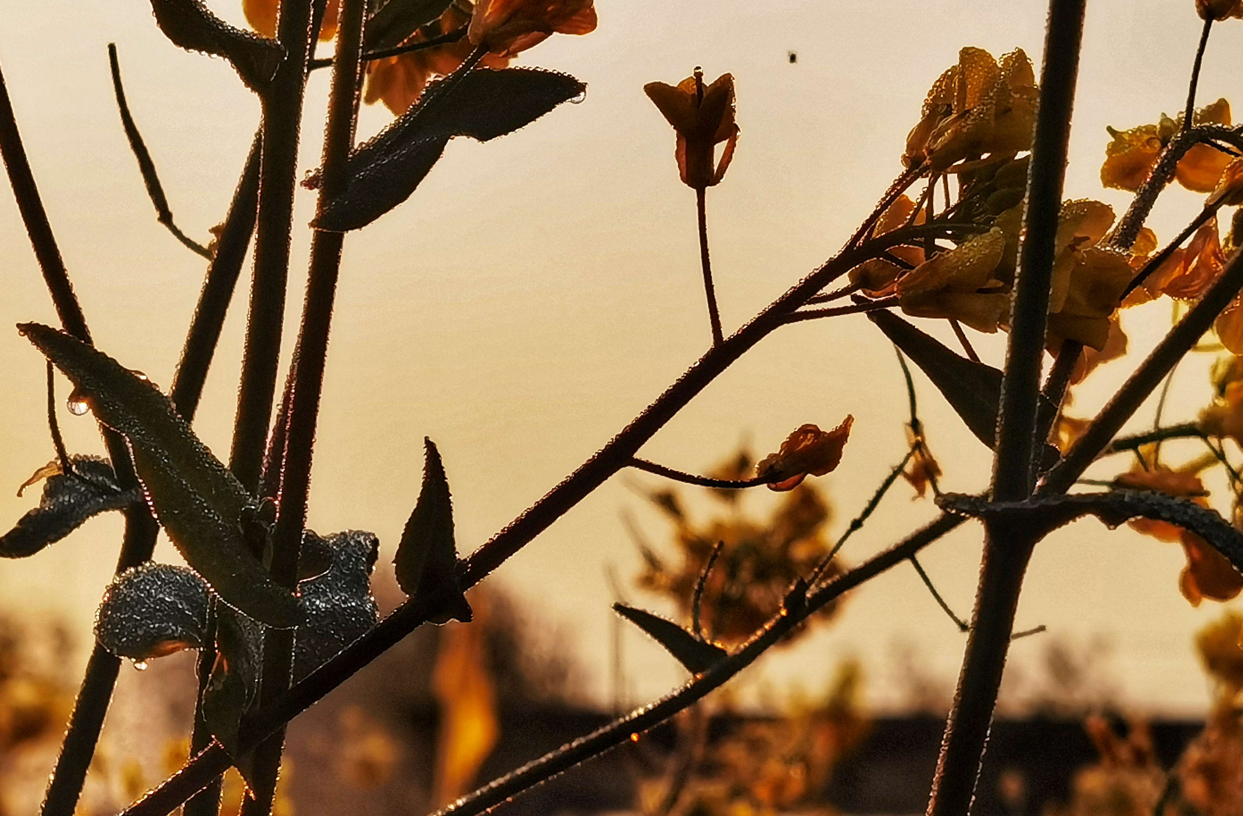 清晨里的油菜花
